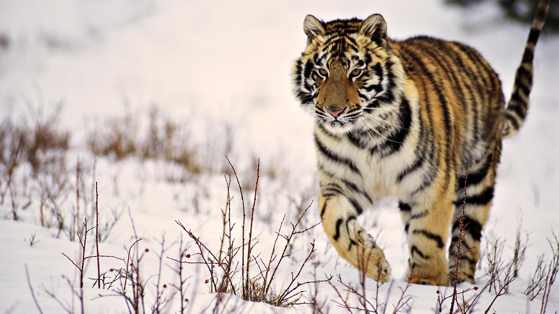 Snow Tiger HD Wallpaperx1080