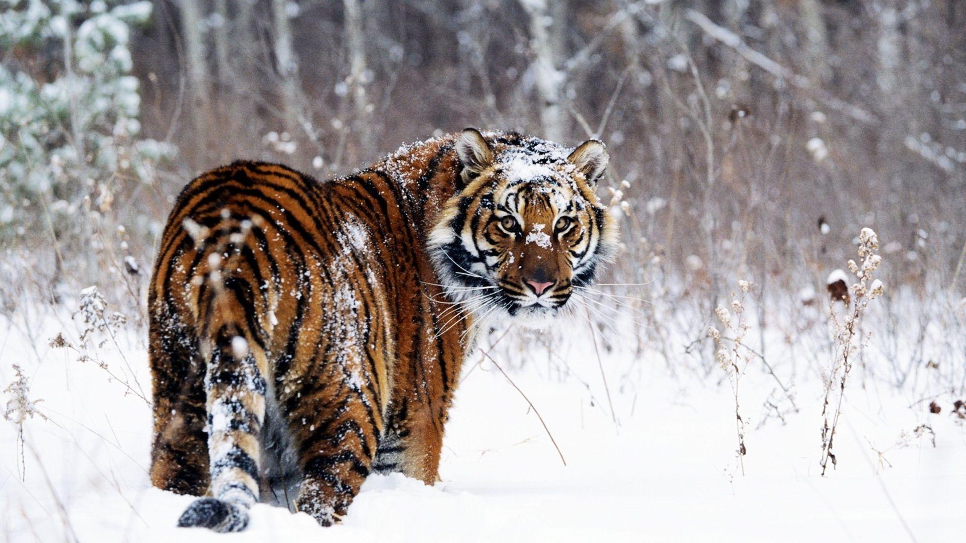 Tiger in Snow Wallpaper in jpg format for free download