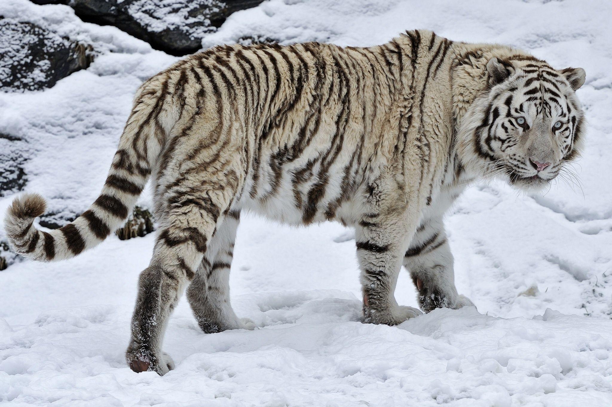 White tiger tiger wild cat snow winter wallpaperx1363