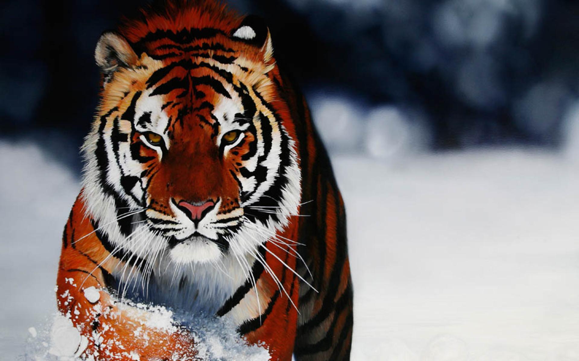 Tiger In Snow Wallpaperx1200