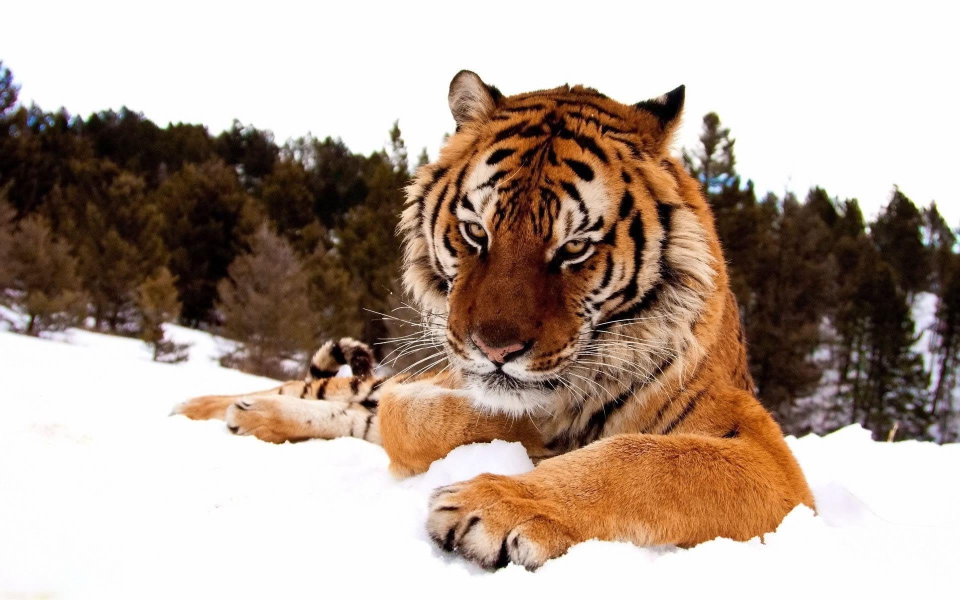 animals, Snow, Tiger Wallpaper HD / Desktop and Mobile Background