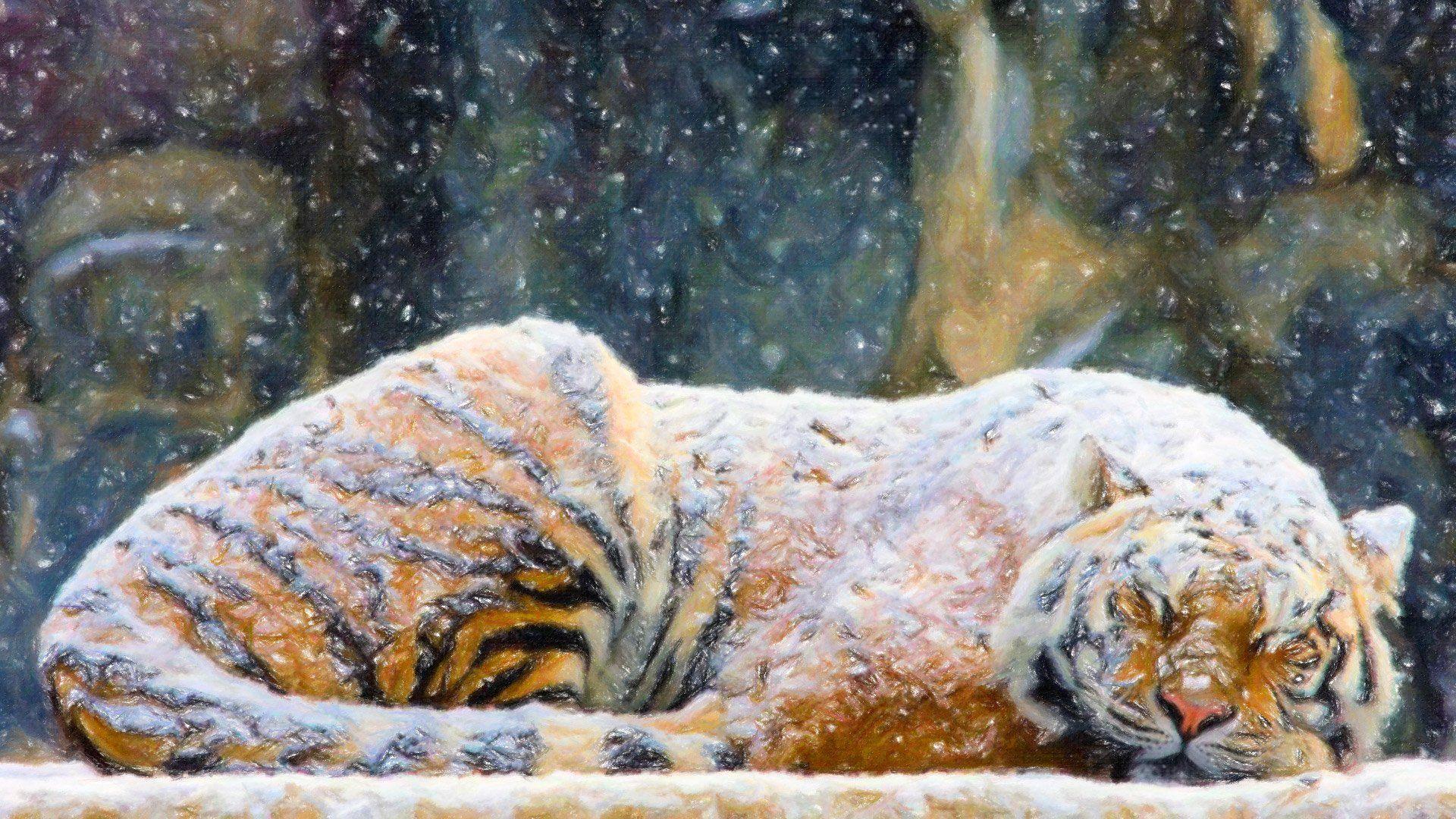 Sleeping Tiger Snow