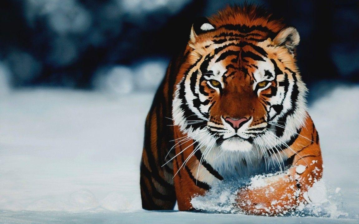 Tiger Snow Wide wallpaper (32 Wallpaper)