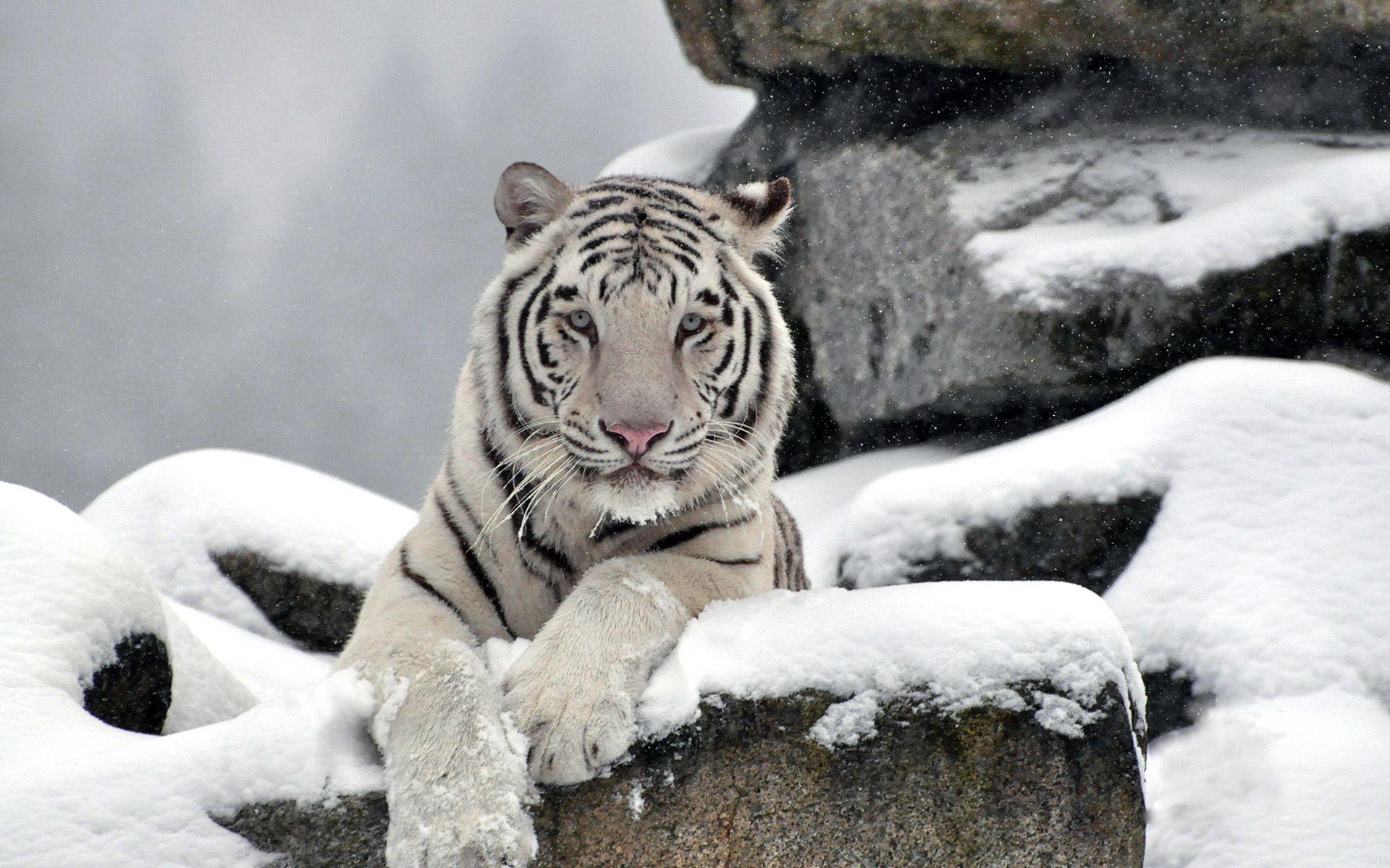 white tiger in the winter