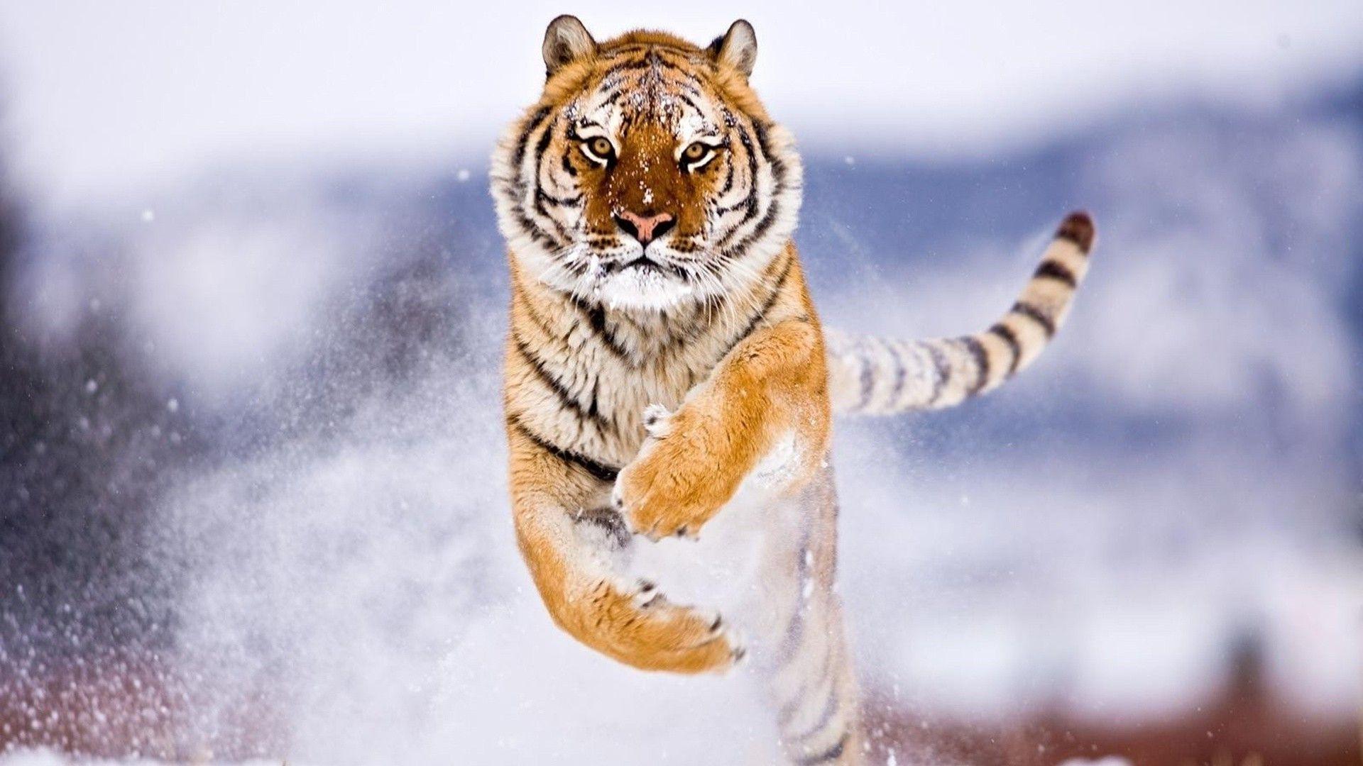 Siberian snow tiger iPhone Wallpaper iPhone Wallpaper. HD