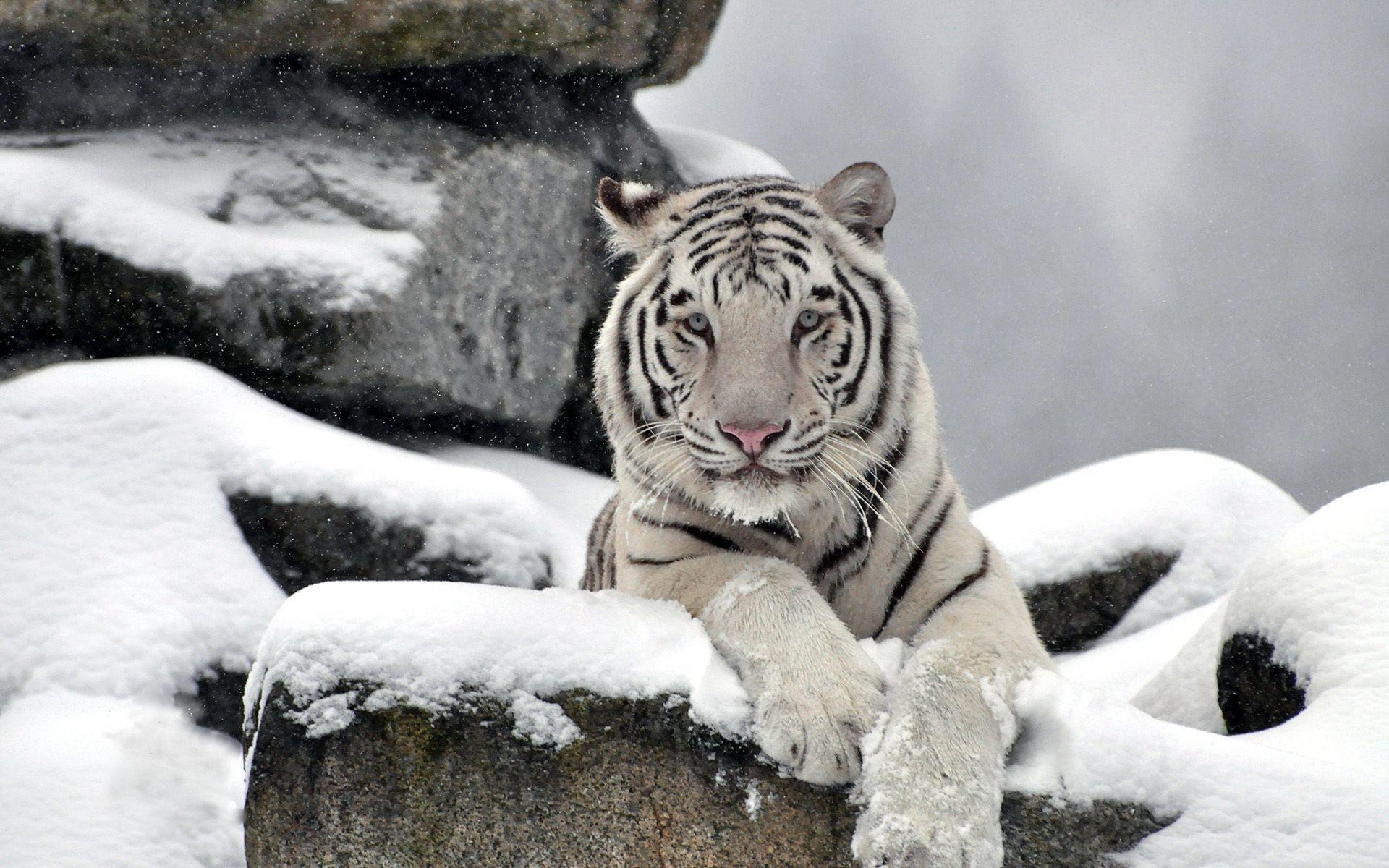 Snow Tiger Wallpaper HD wallpaper search