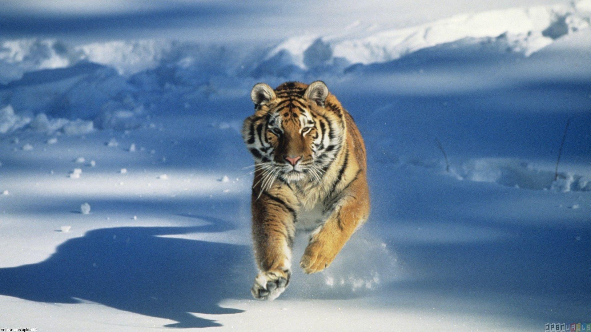 Snow Tiger Wallpaper, PC Snow Tiger Wallpaper Most Beautiful