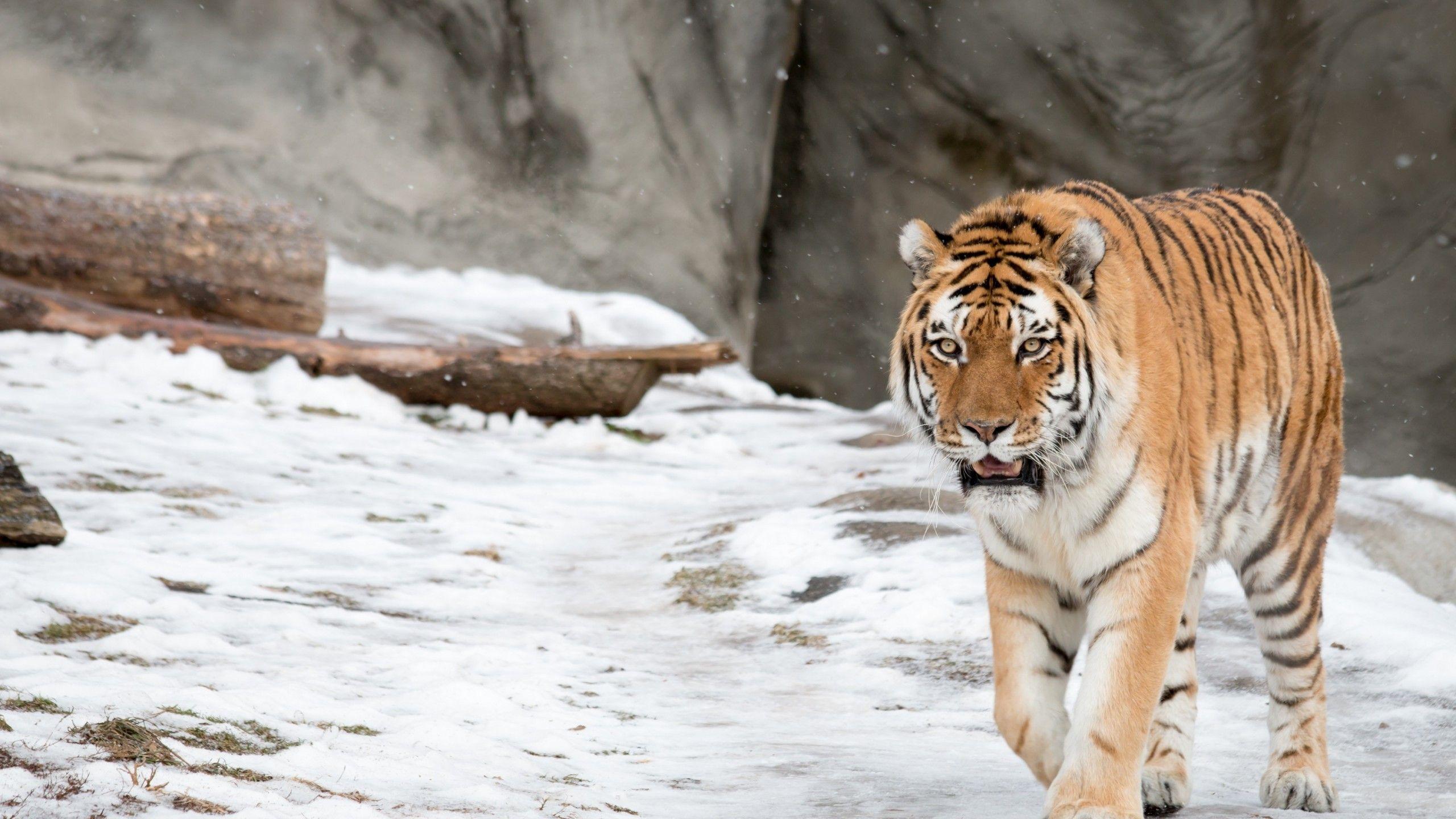 Wallpapers Siberian Tiger, Amur Tiger, HD, Animals,