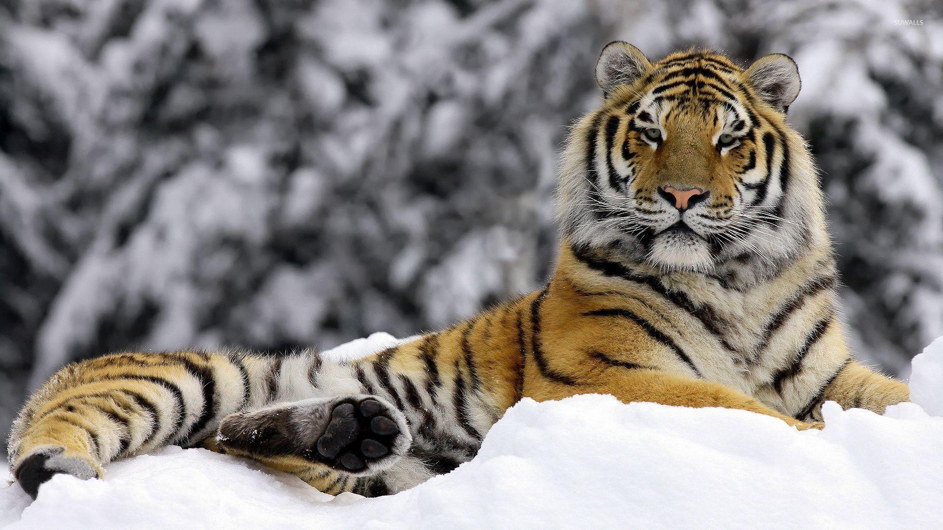 Tiger in the snow wallpaper wallpaper