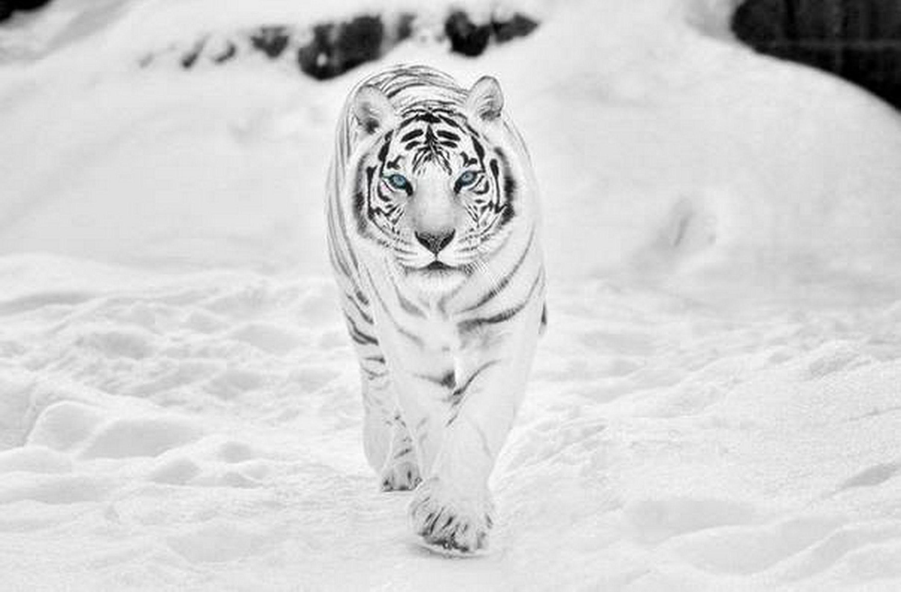 White Tiger Wallpaper.com