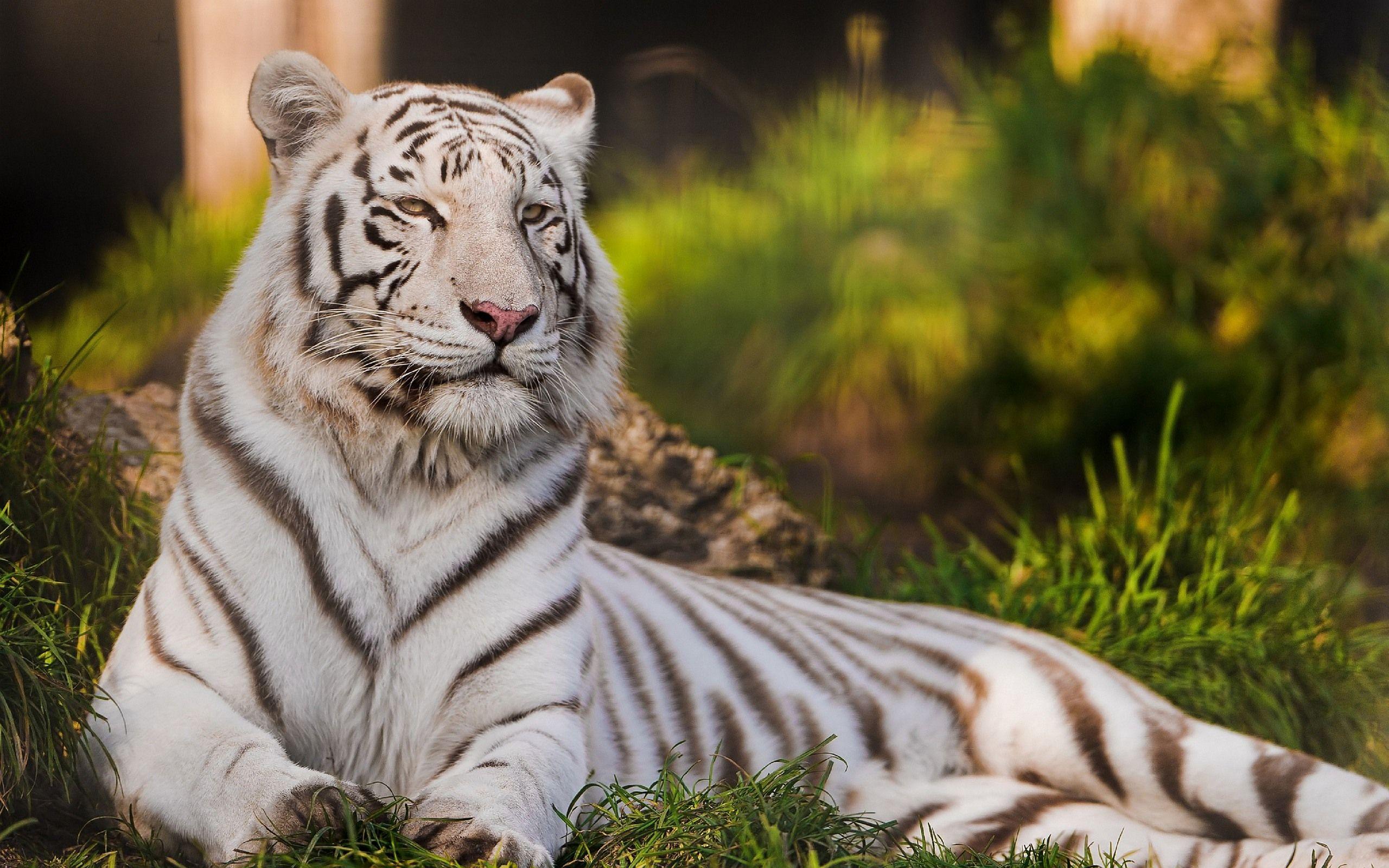picture of white tigers Desktop Wallpaperk HD