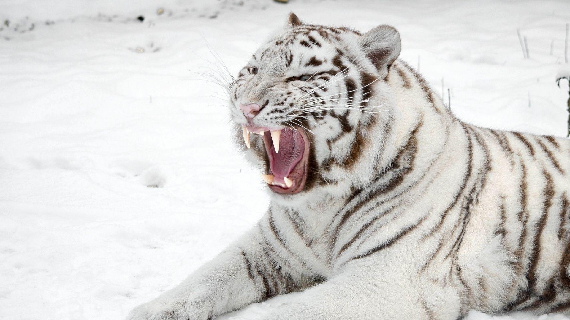 Download Wallpaper 1920x1080 White tiger, Snow, Predator, Mouth