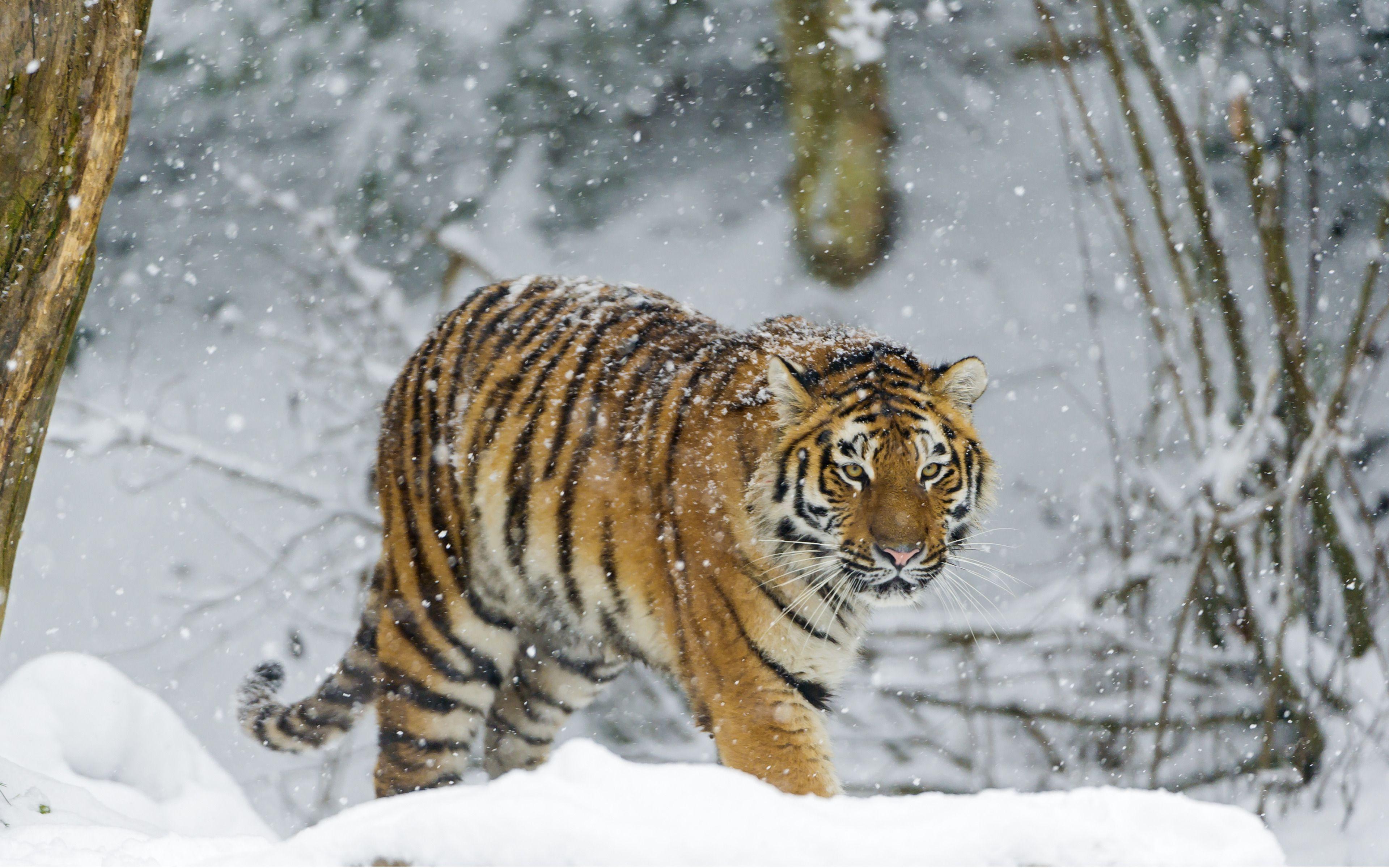 Beautiful Tiger walking in the Snow widescreen wallpaper. Wide