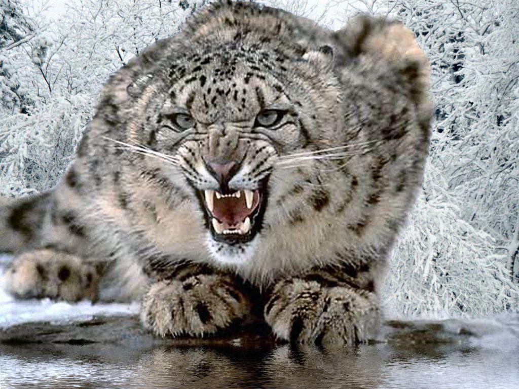 Snow tigers, snow Tiger Wallpaper