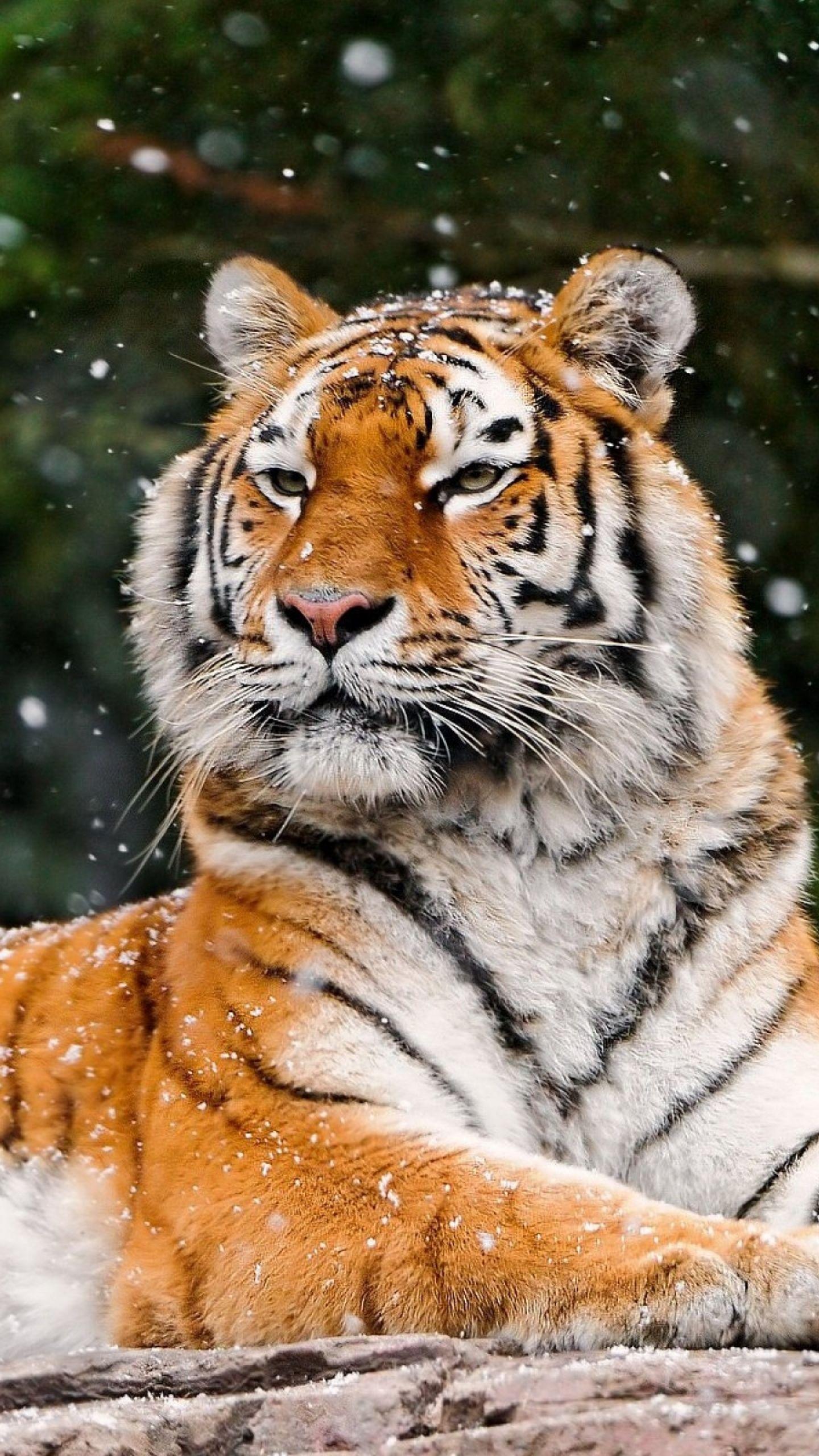 Download Wallpaper 1440x2560 Tiger, Snow, Lying, Animal QHD