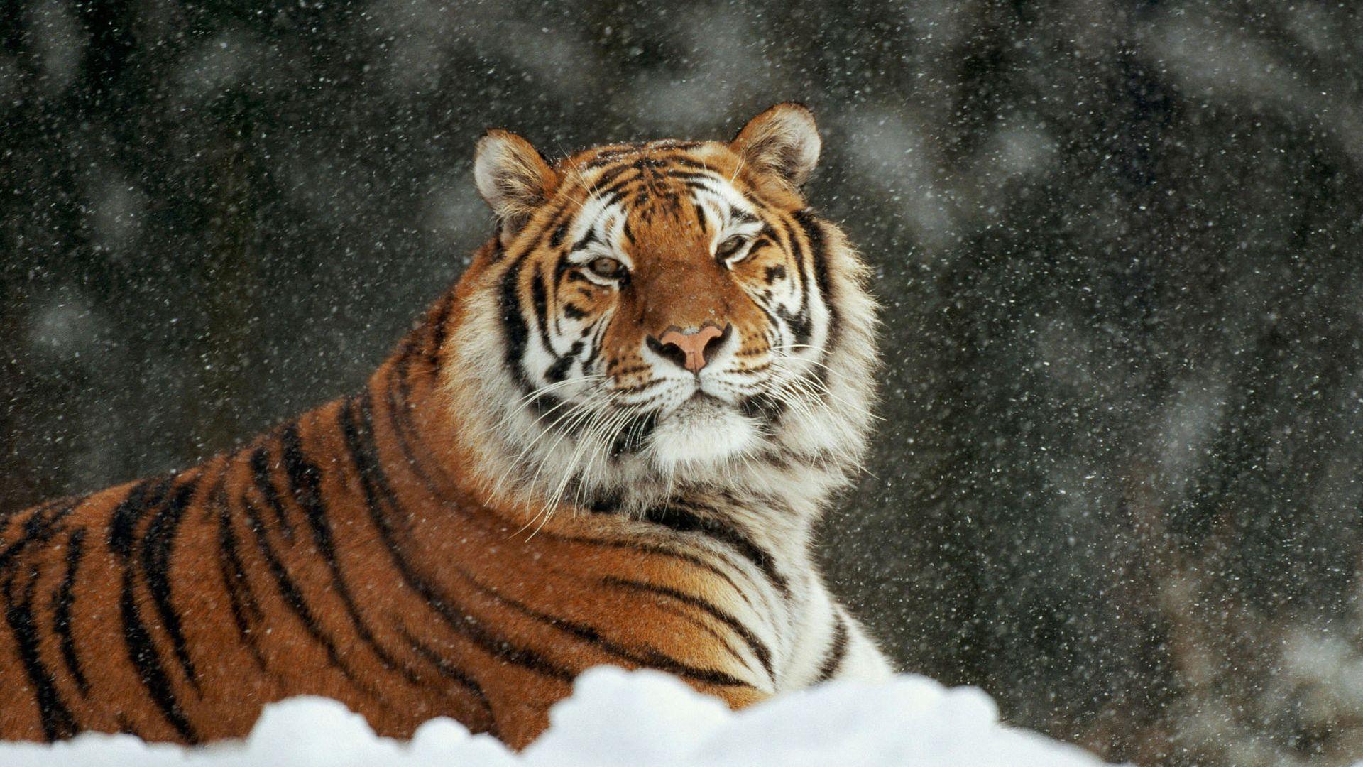 Siberian Snow Tiger wallpaper (78 Wallpaper)