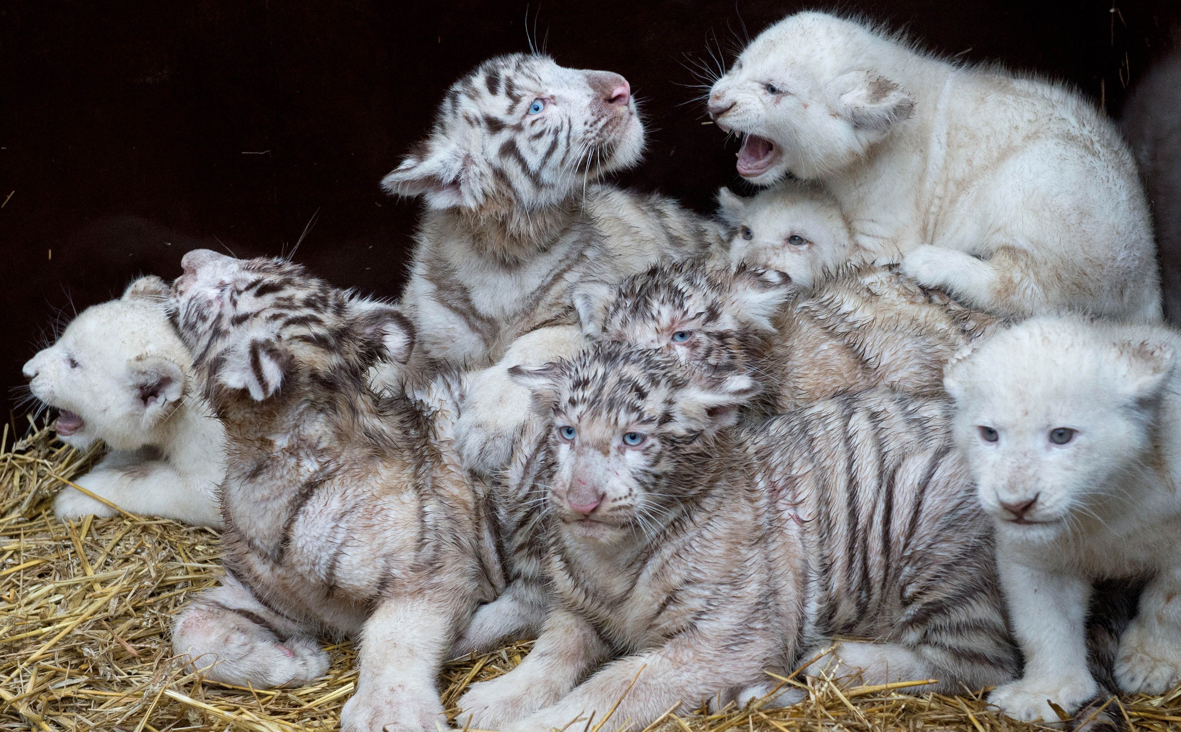 White Tiger Cubs Wallpaper Image Photo Picture Background