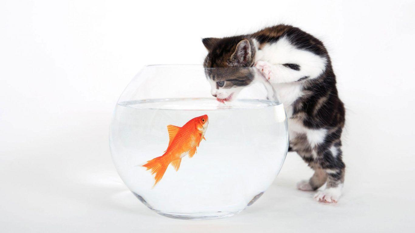 Fish Funny Cat Aquarium Animals Desktop Wallpaper Widescreen Cat