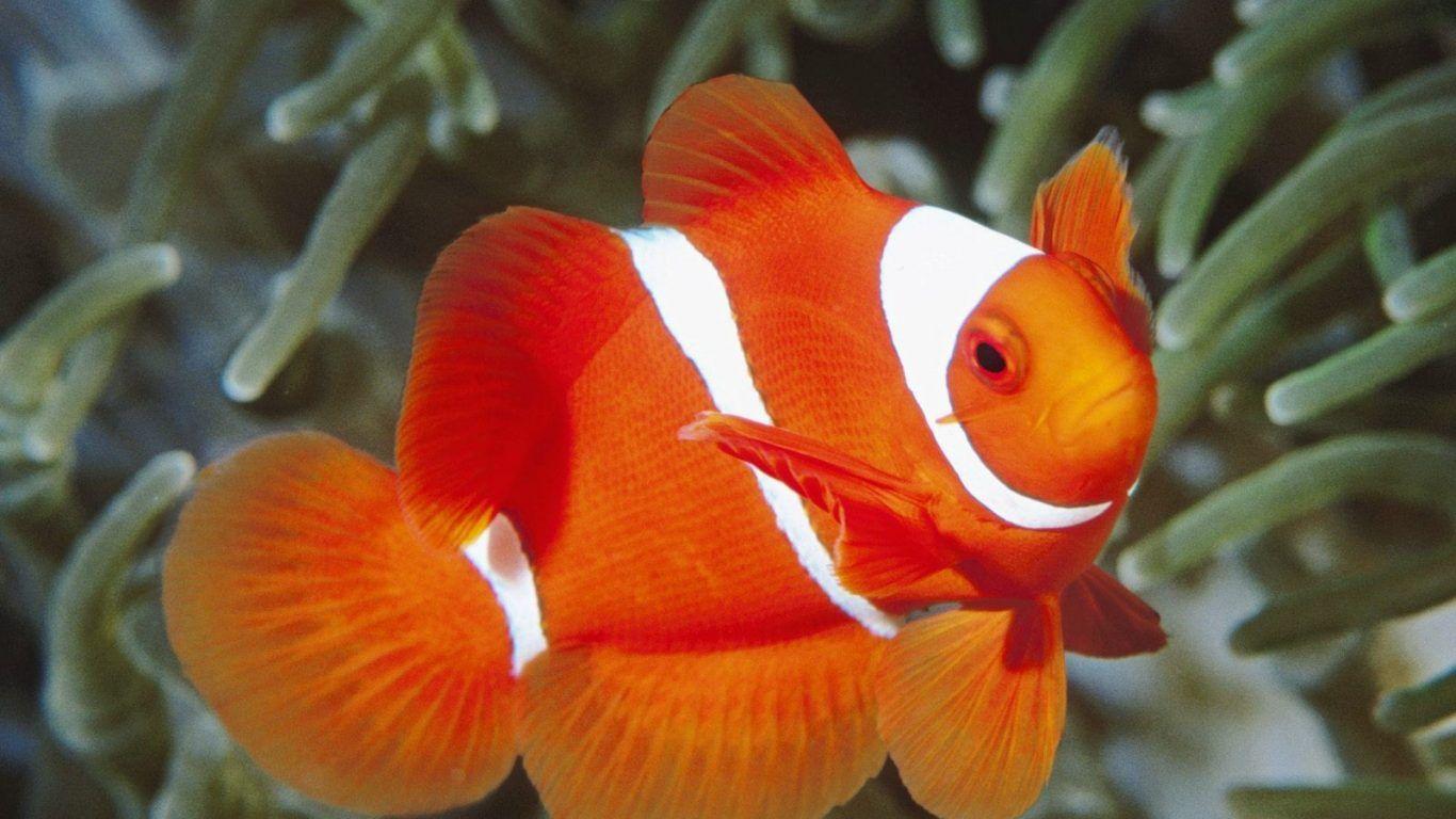 Fish Carp Colours Animals Koi Goldfish Live Wallpaper For Android