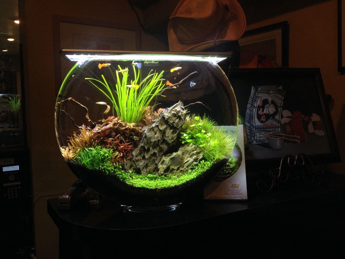 Fish Pot Wallpapers Wallpaper Cave