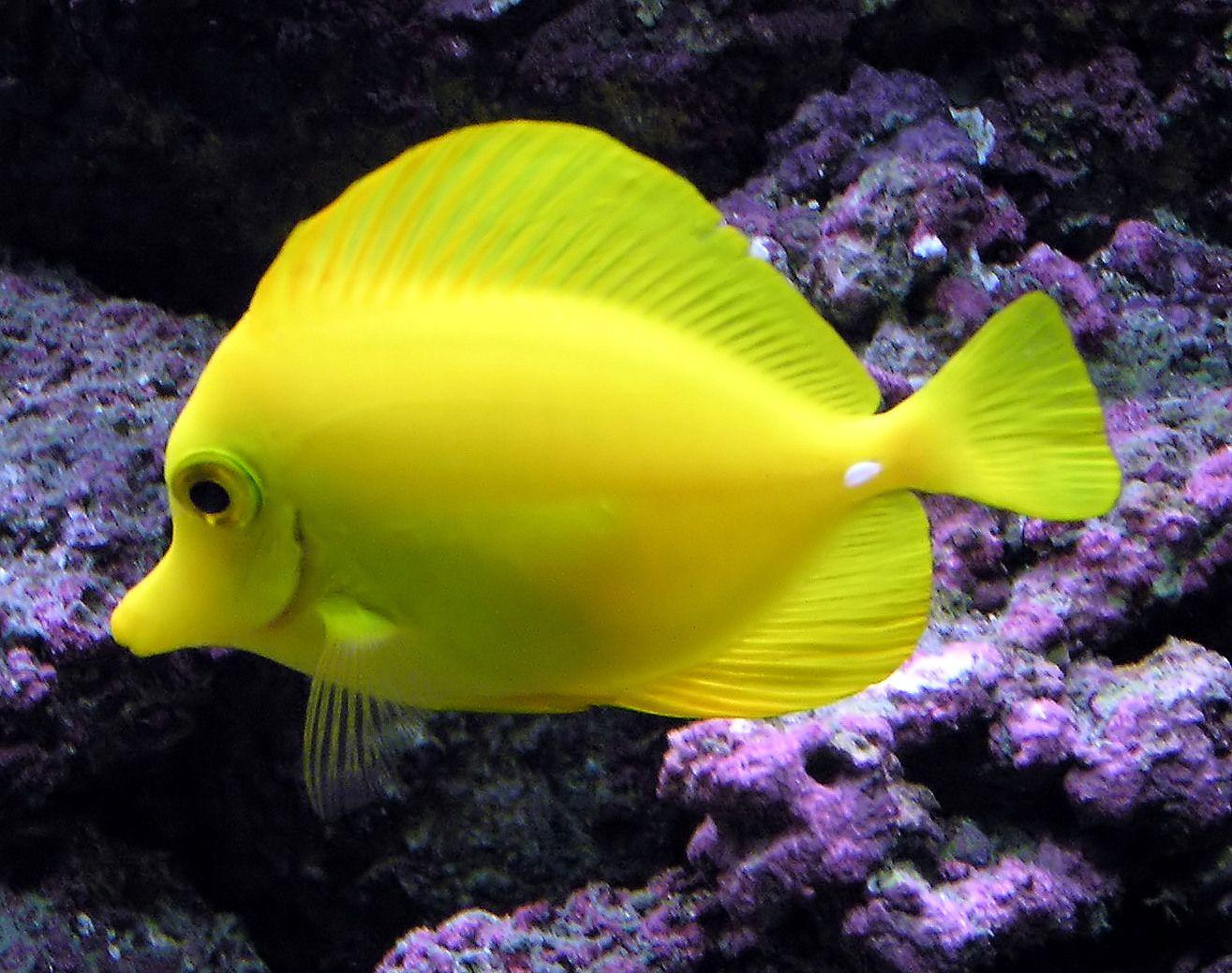 Aquarium Fish Tang Fish Wallpaper