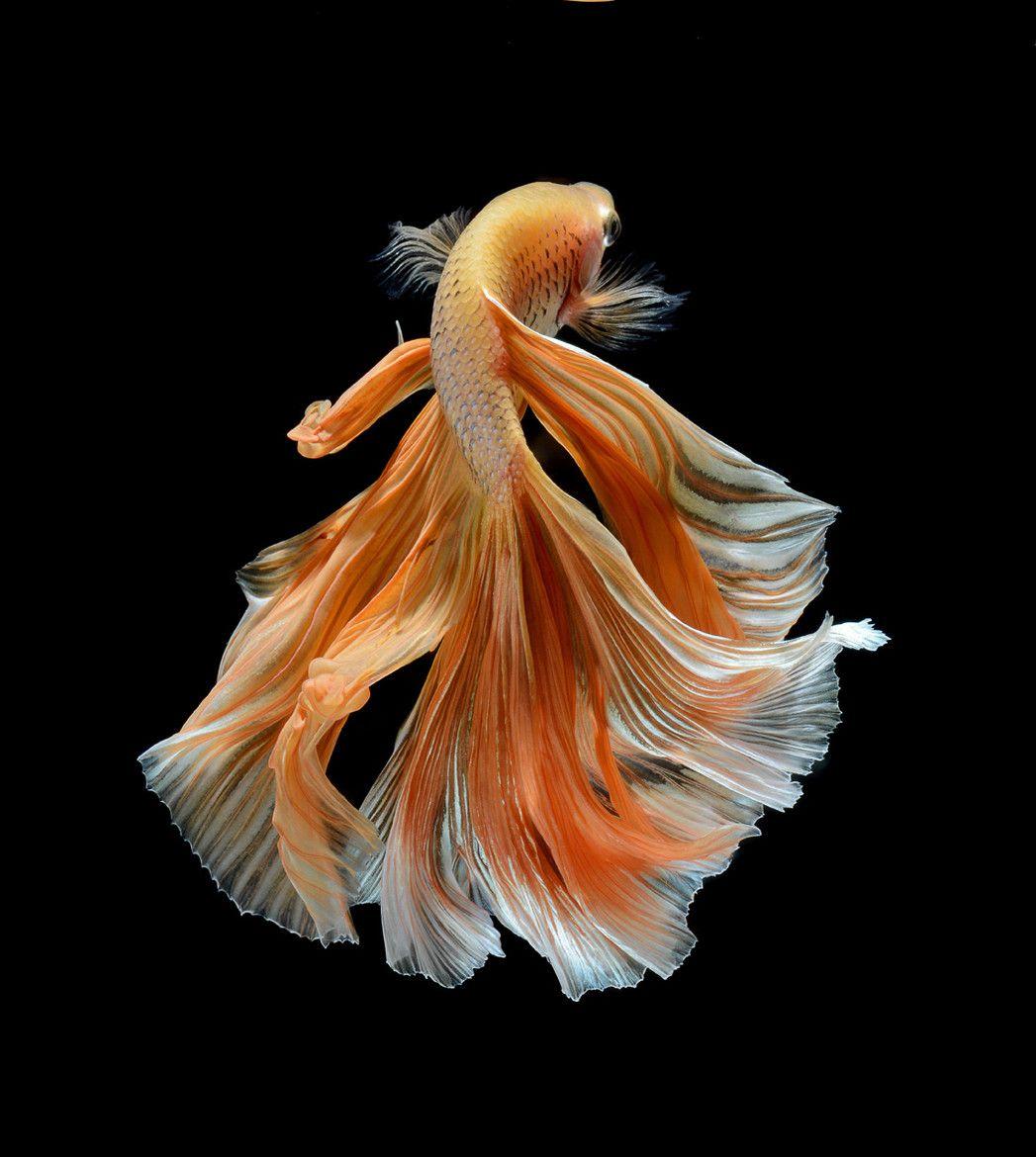 Most Beautiful Betta Fish in the World Pet Lovers Should Know