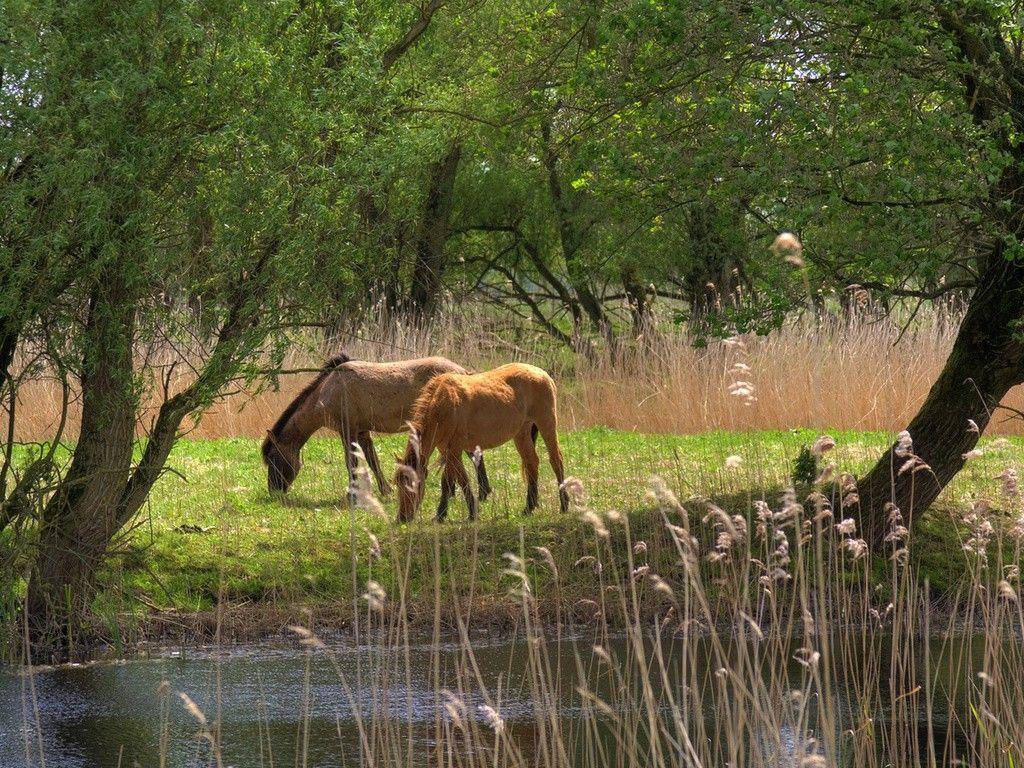 Wallpaper Predominant Color: Run Grass Animal