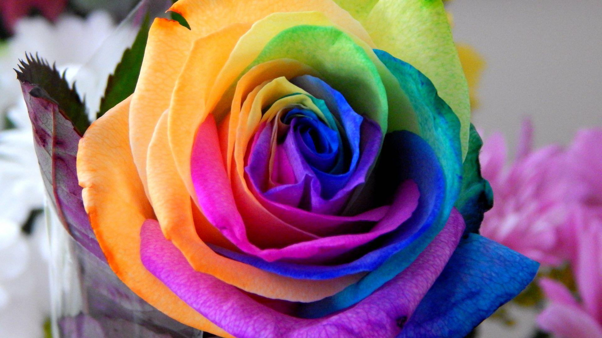 Tags Tag wallpaper: Nature Paradise Tags Beauty Thought Flower