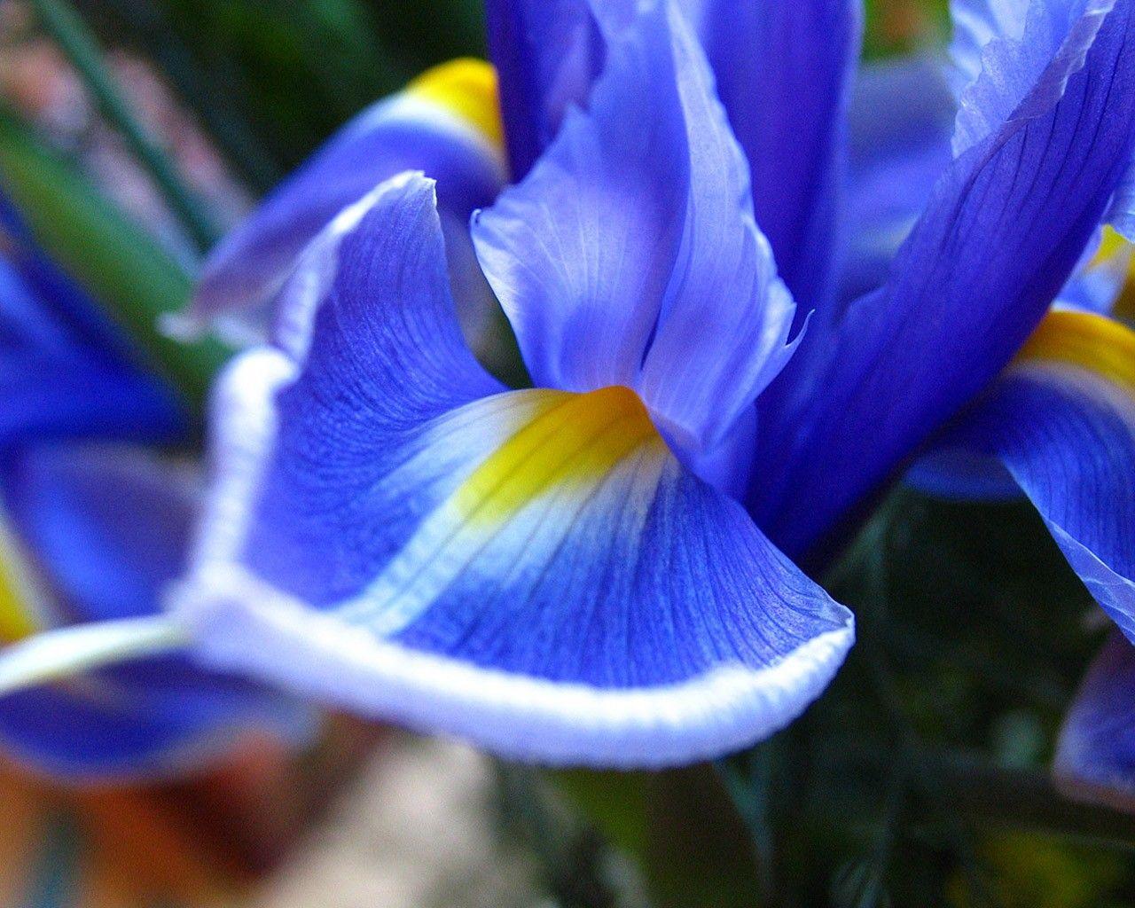 Tags Tag wallpaper: Nature Paradise Tags Beauty Thought Flower