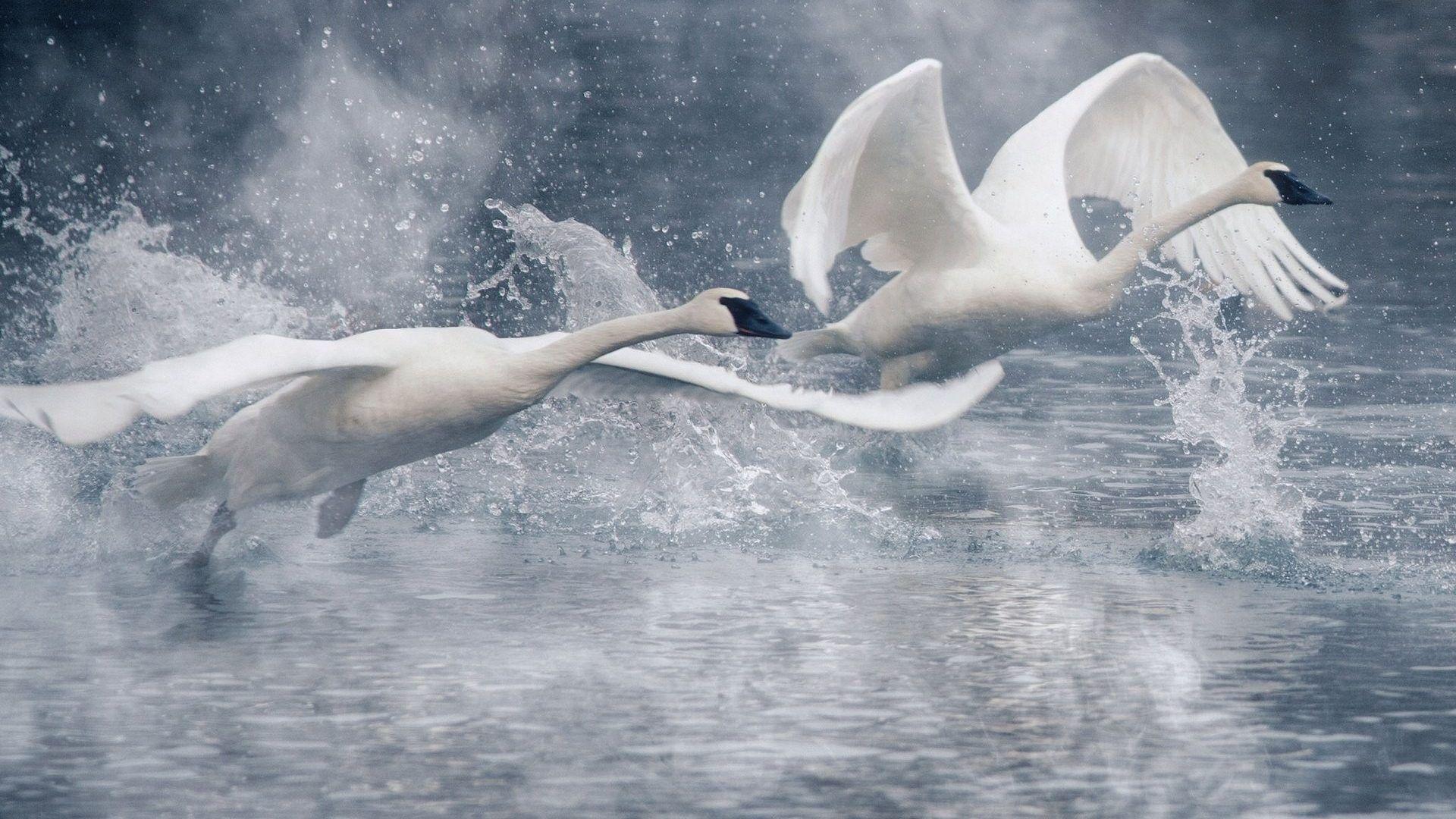 Drops Tag wallpaper: Water Grace Wings Spray White Drops Bird