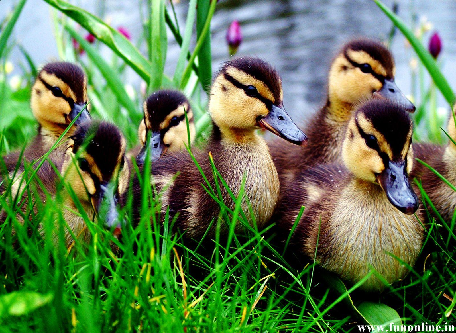 duckling Wallpaper and Backgroundx1169
