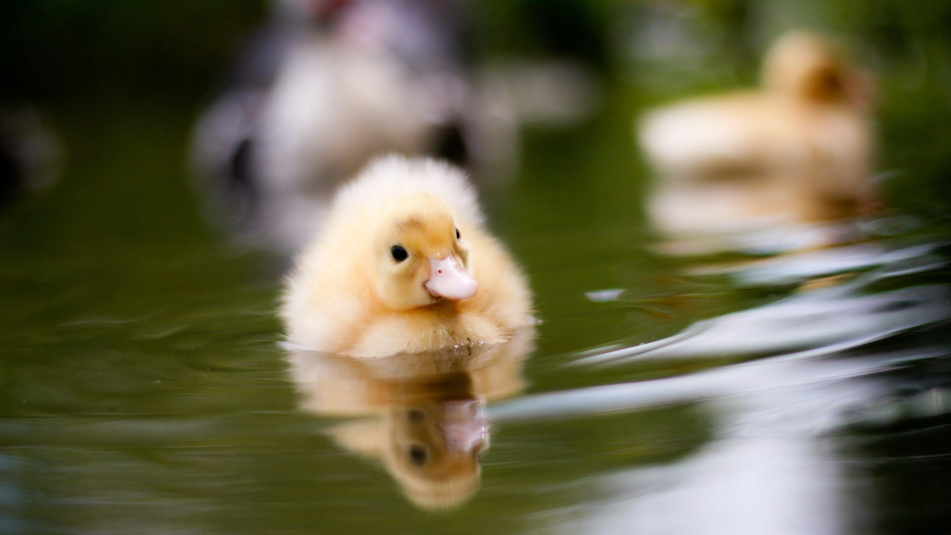 Download Baby Ducks Swimming 4K Wallpaper for desktop, mobile