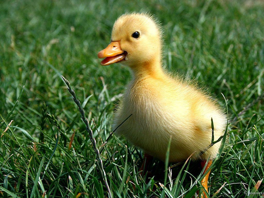 Cute Yellow Duckling. Little Duck Ducks Gallery Mallard
