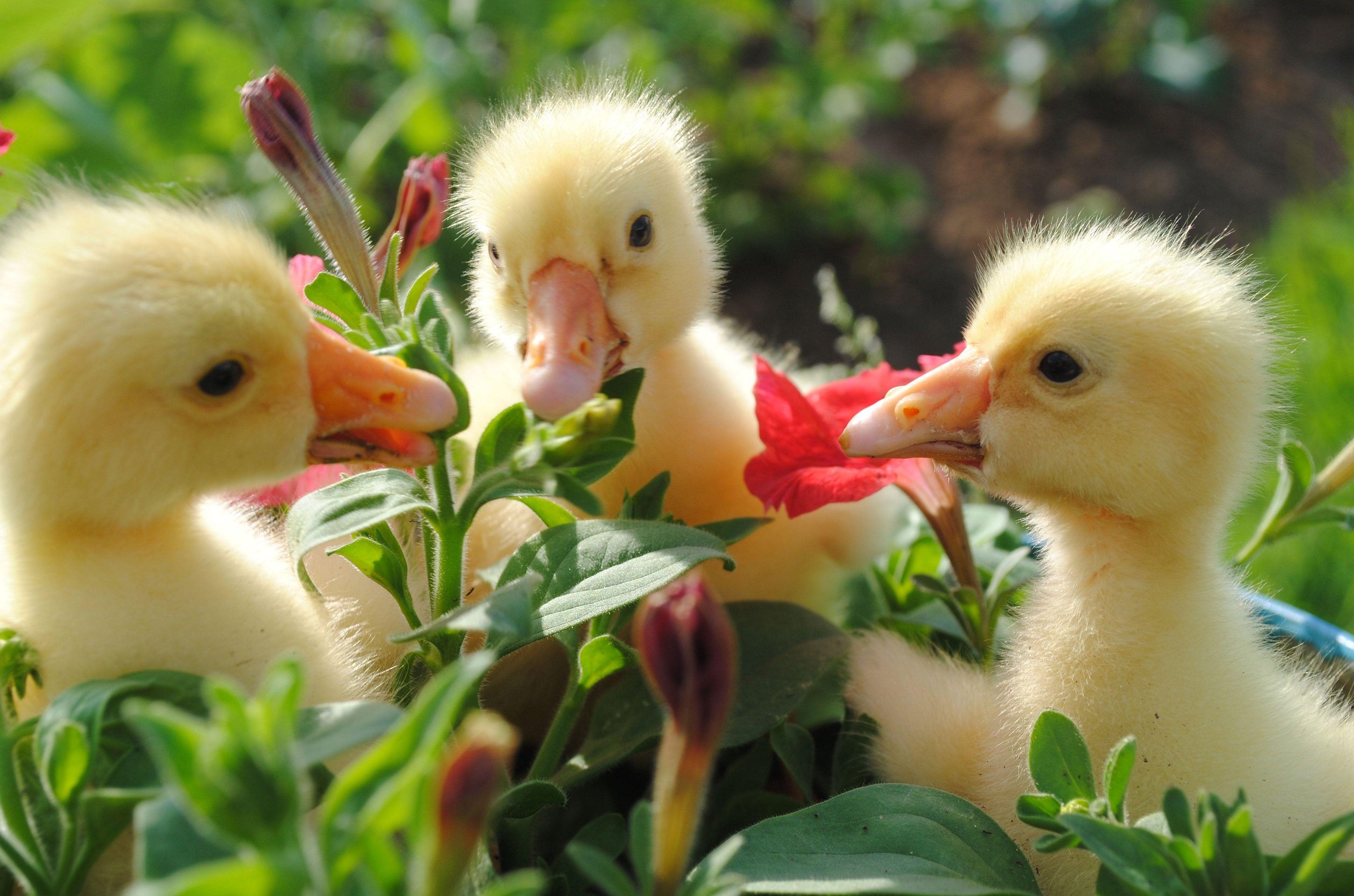 Tan simpáticos cute. on the farm. Duck