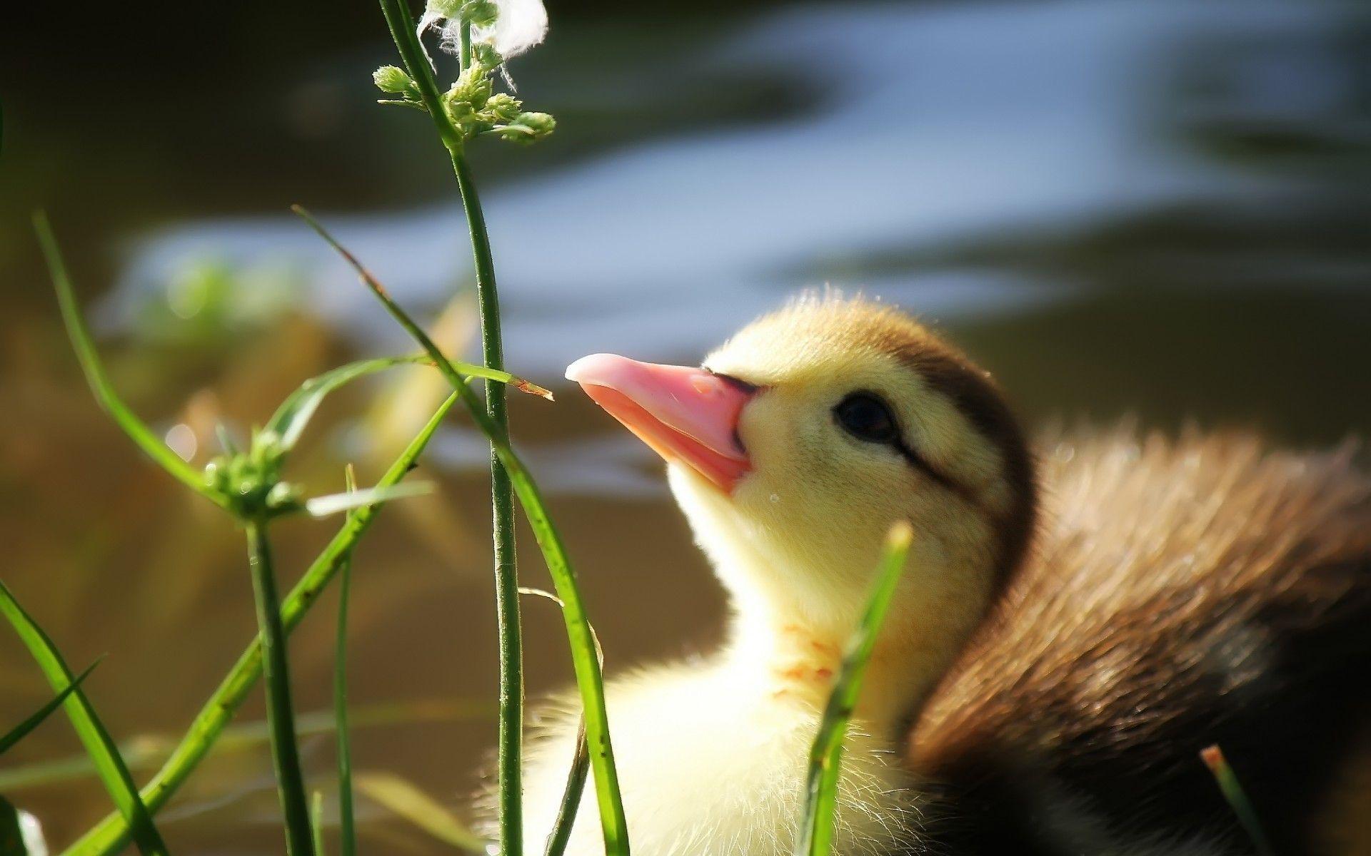 Baby Ducks Wallpaper Baby Ducks Wallpaper