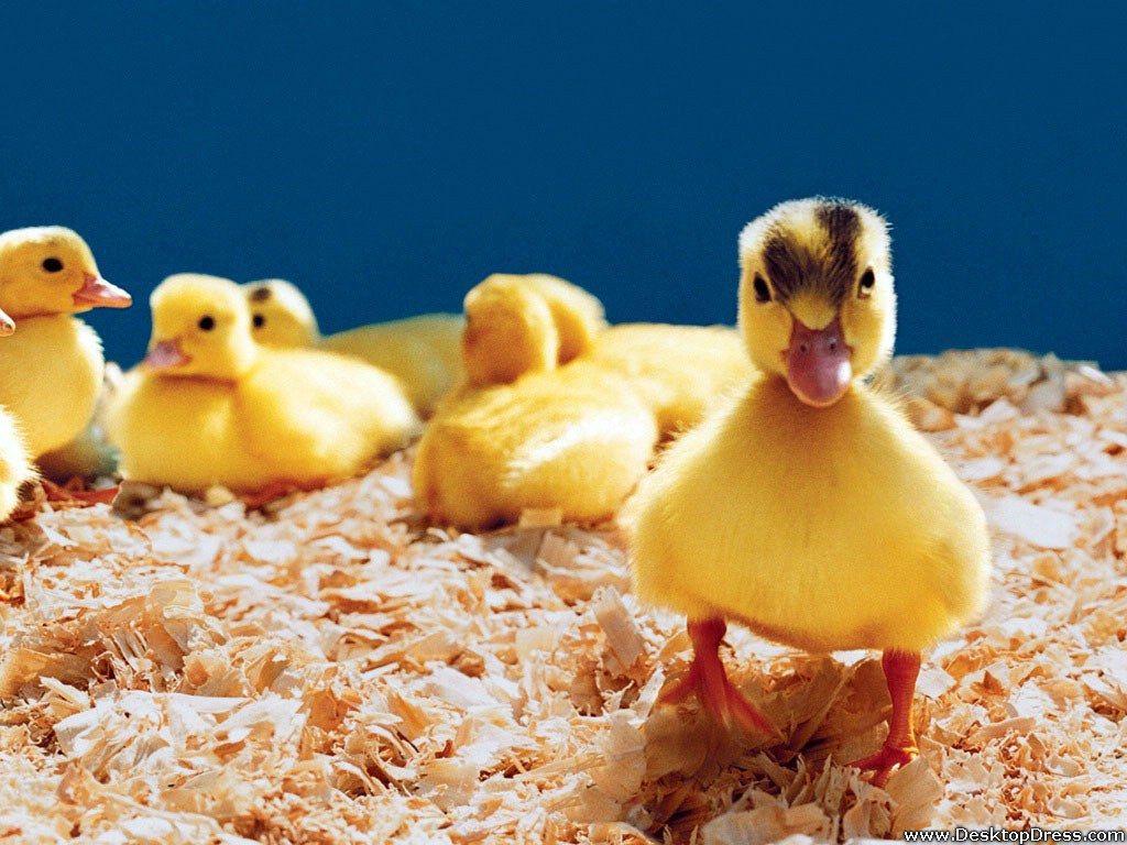 Desktop Wallpaper Animals Background Baby Ducks