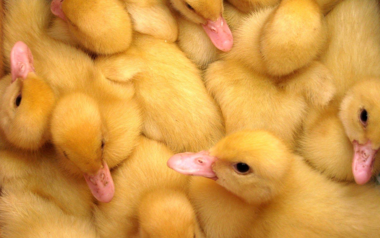 Ducklings, High, Resolution, Wallpaper, Image, Full, Free, Cool