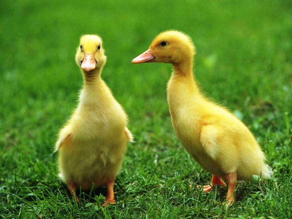 Beautiful Duck Wallpaper and Background Best Photo Image Download