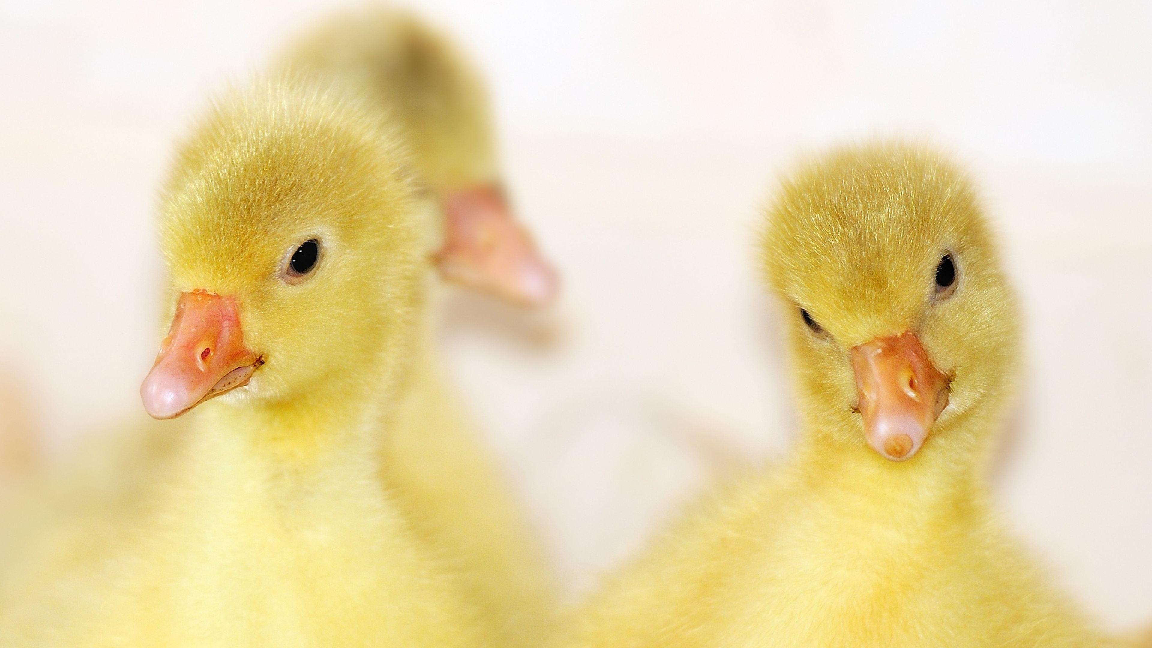 Free Baby Ducks ChromeBook Wallpaper Ready For Download