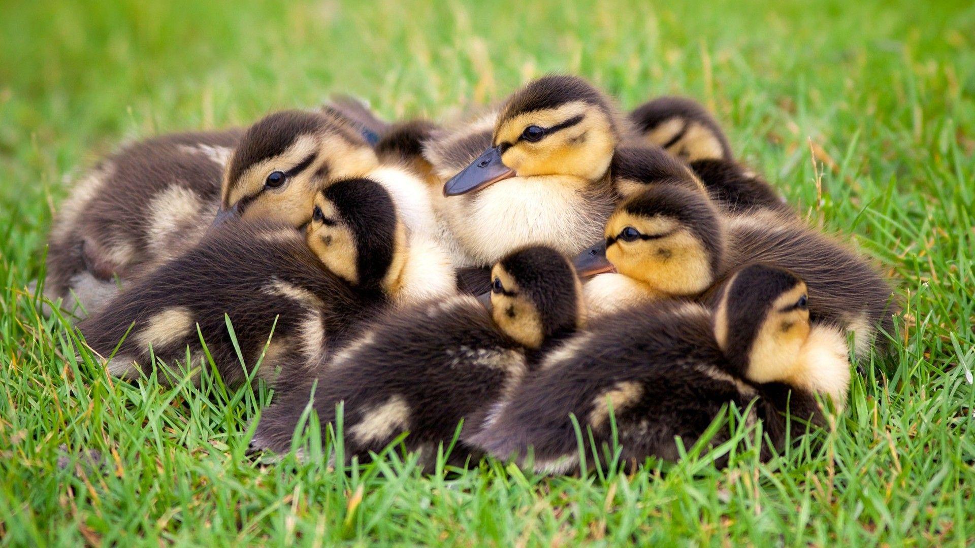 Baby Ducklings Wallpapers Wallpaper Cave