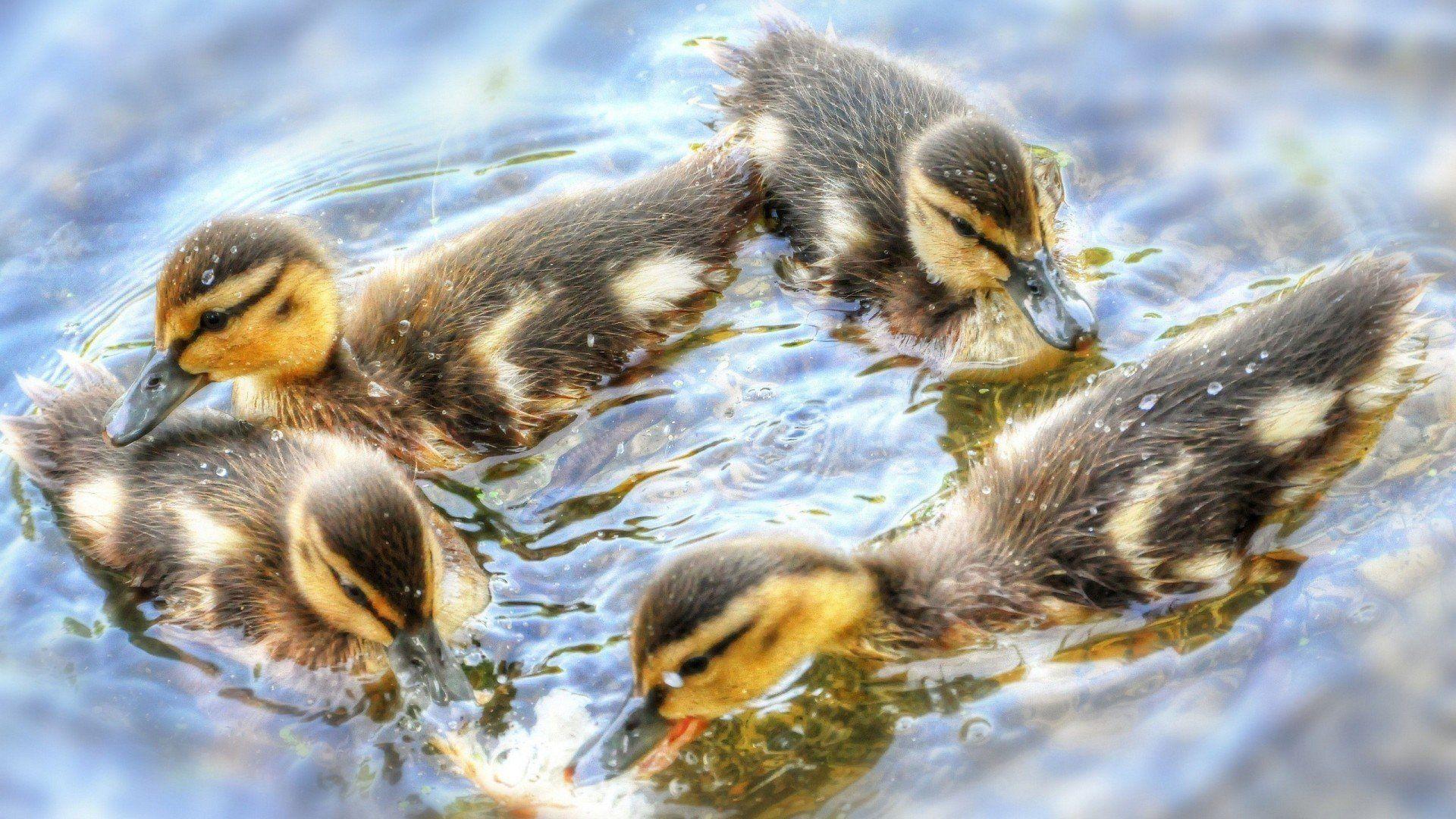 Animals Baby Water Ducks Birds Ducklings