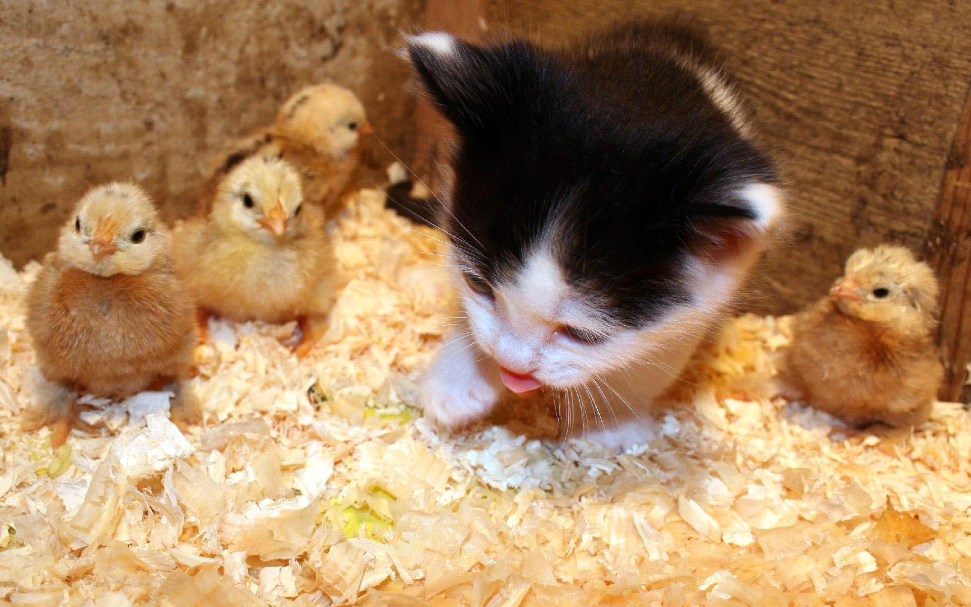 Baby Cat With Baby Ducks. Simply Wallpaper choose and download