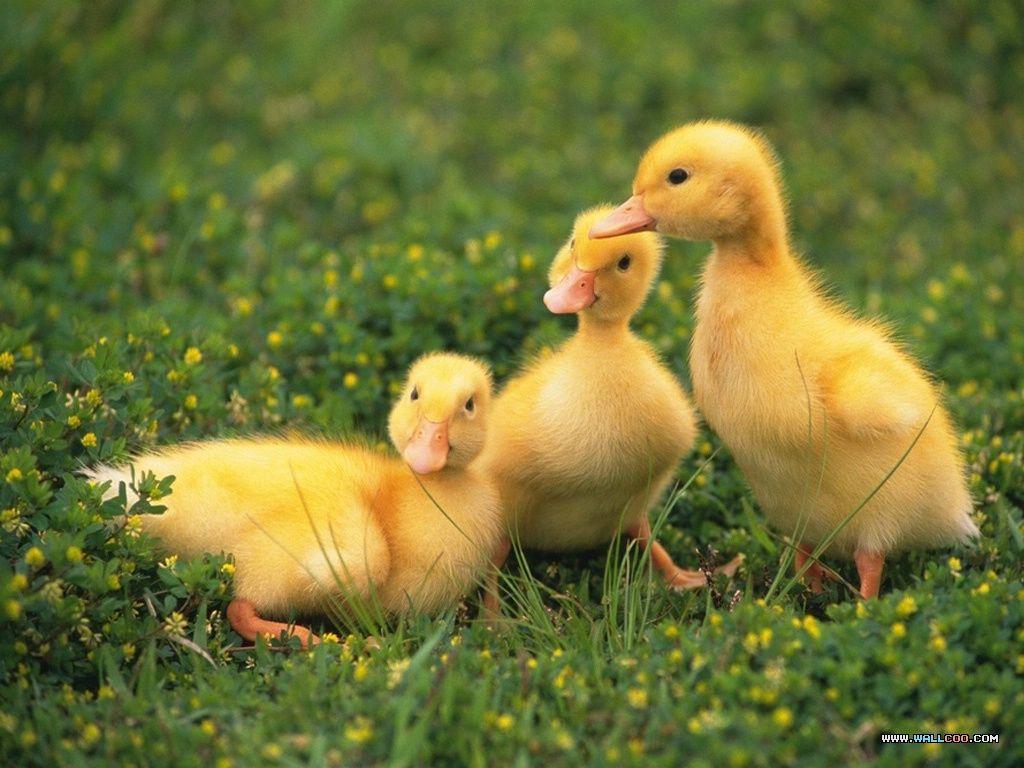 loveable Little Creatures: Baby chicks and ducks 1024x768 NO.13