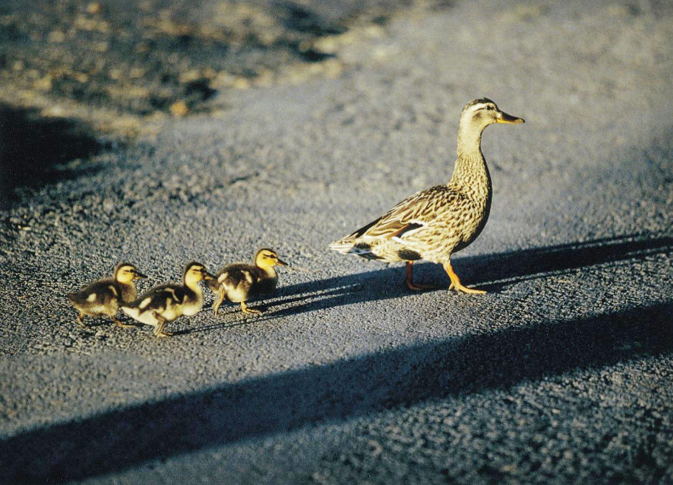 Mother and Baby Ducks