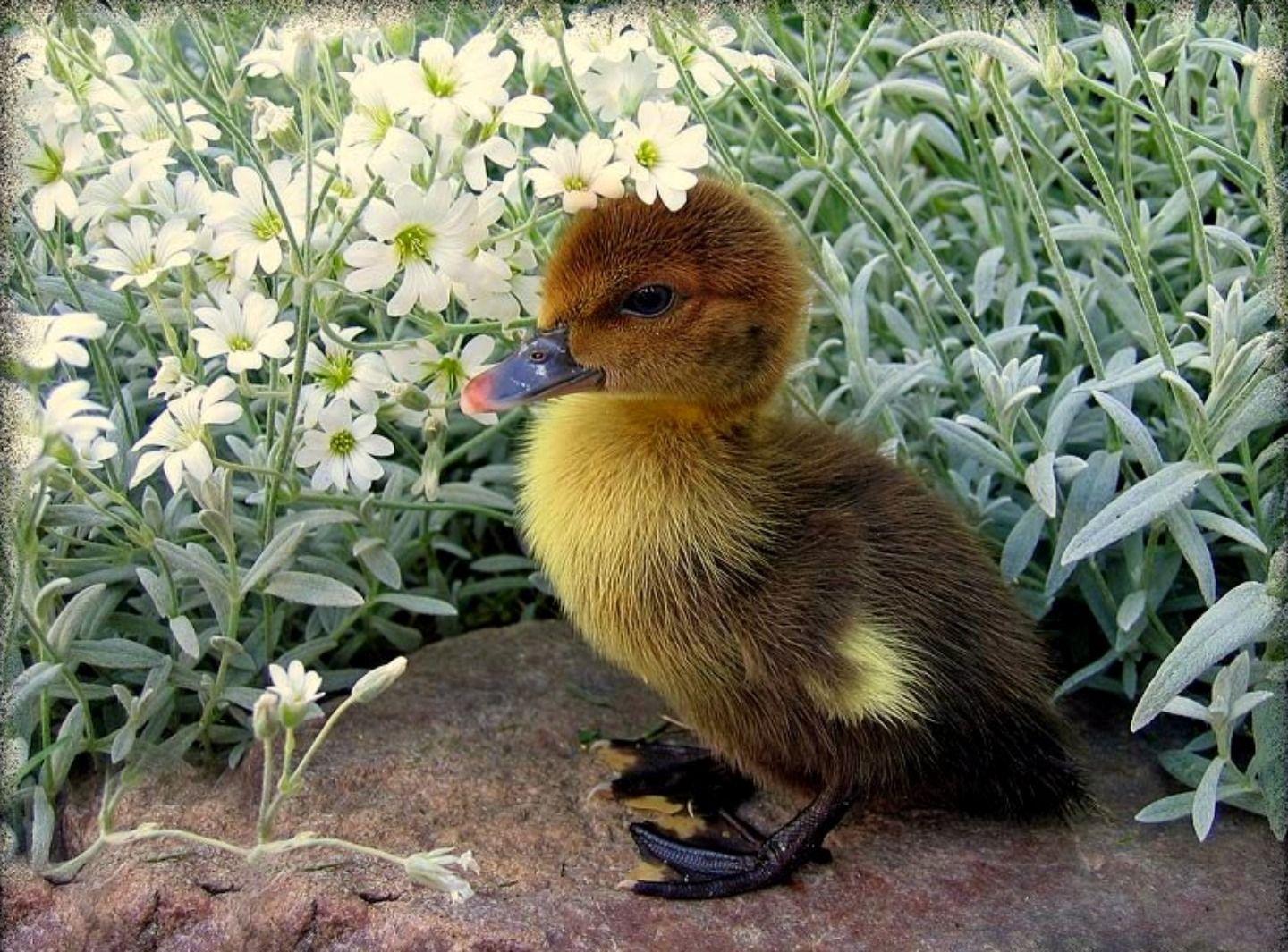 Duck With Flowers The Best Duck In 2017