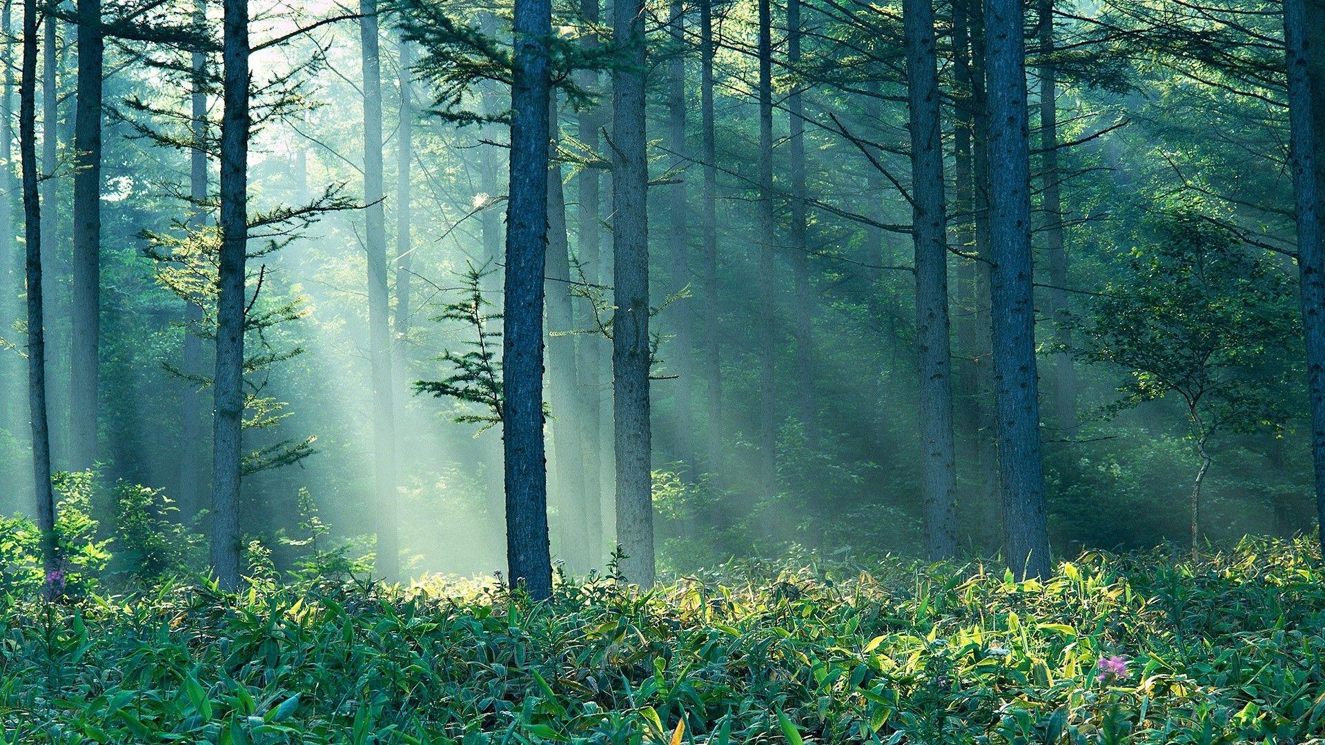 trees forest photography sunlight / 1920x1080 Wallpaper