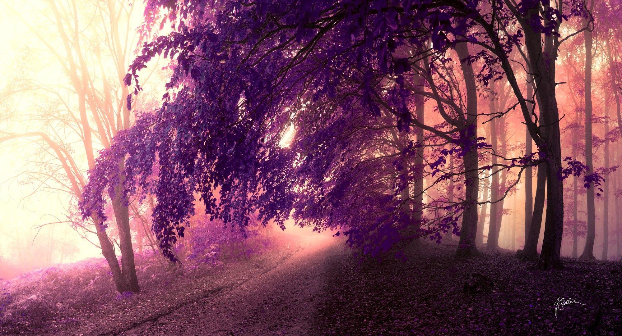 Forests: Nature Trees Forbidden Dreaming Purple Path Dreamer