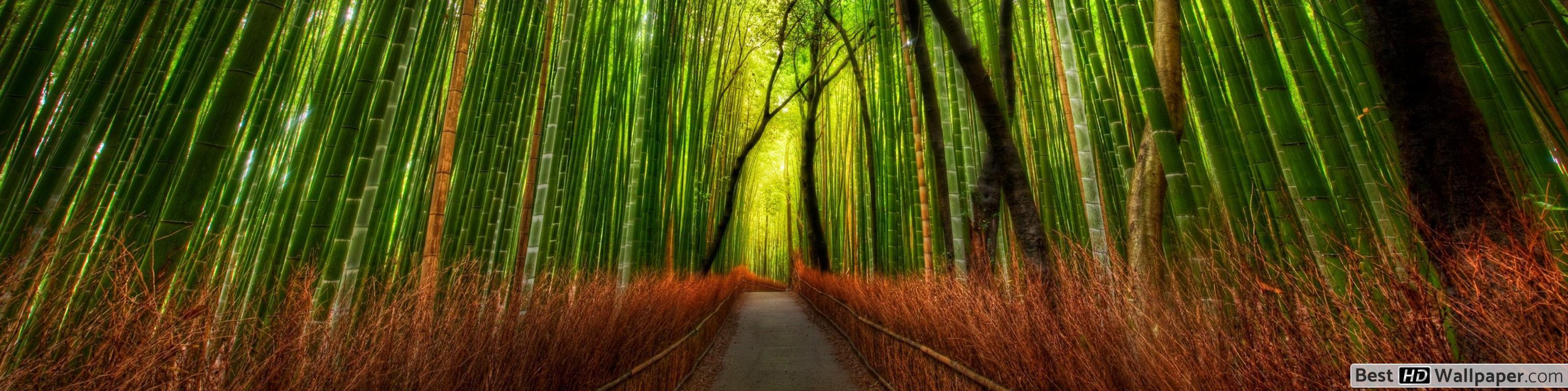 Bamboo trees and forest HD wallpaper download