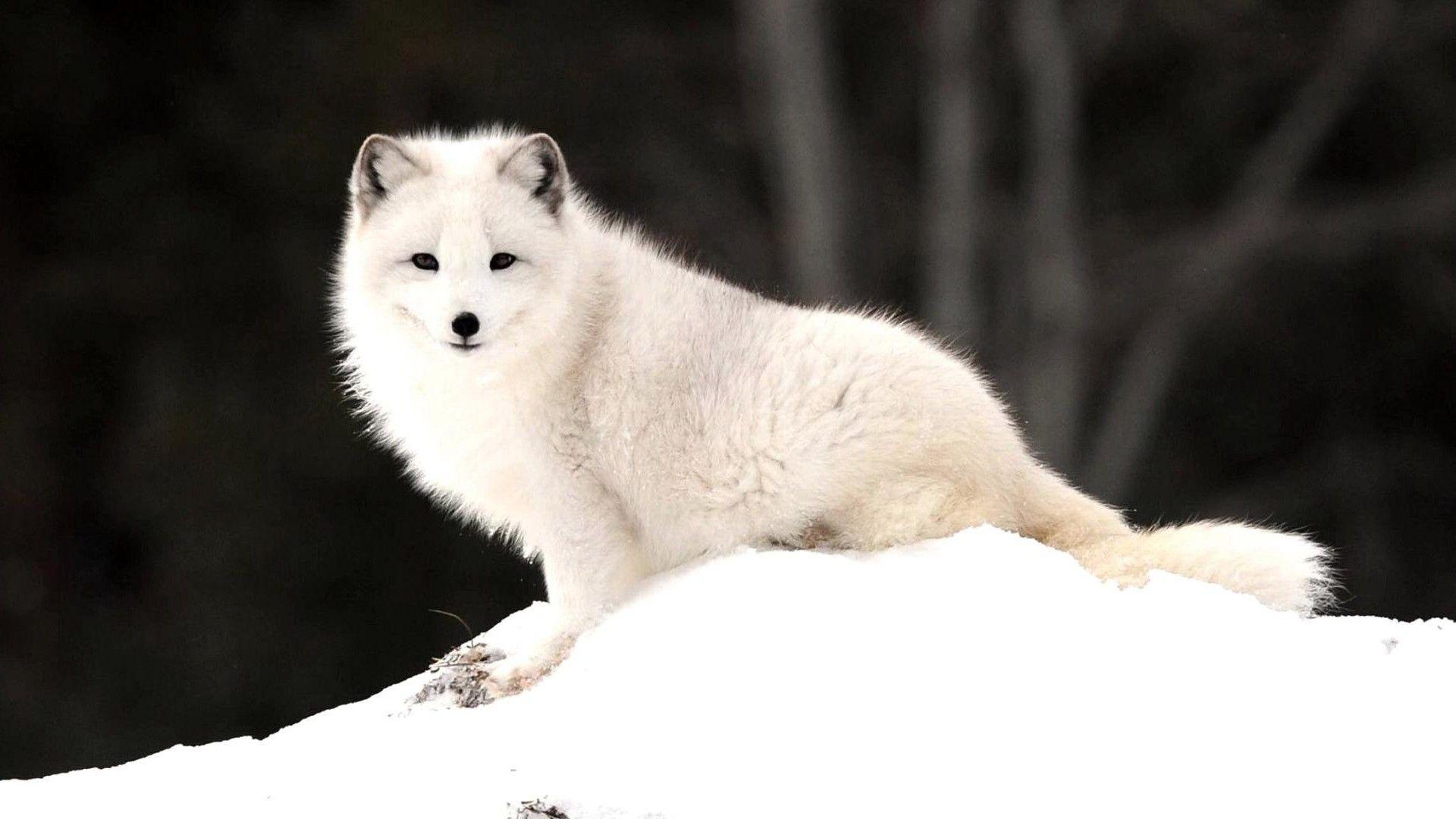 Arctic Fox Wallpaper HD 18655