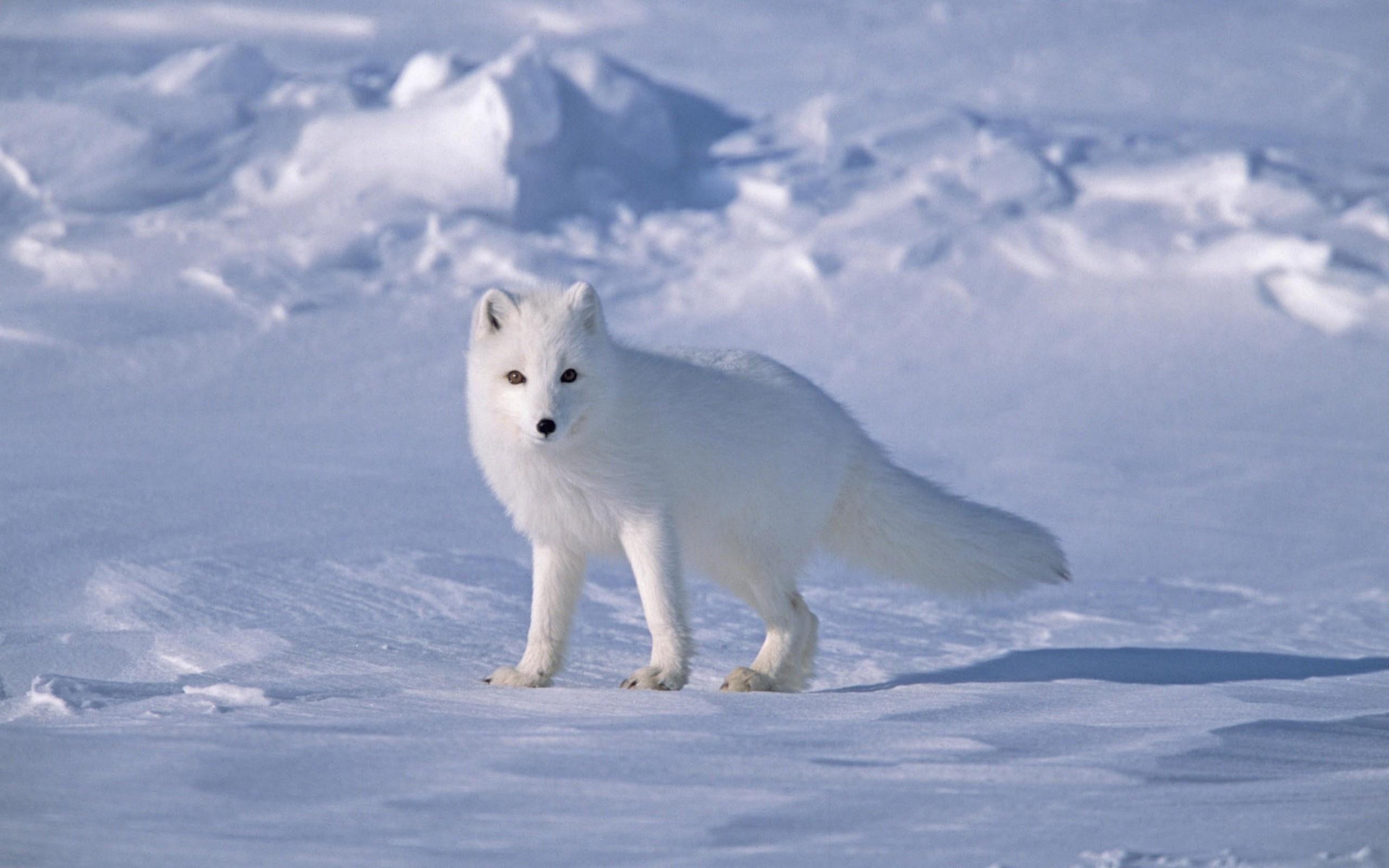 Beautiful White Fox. HD Wallpaper Photo